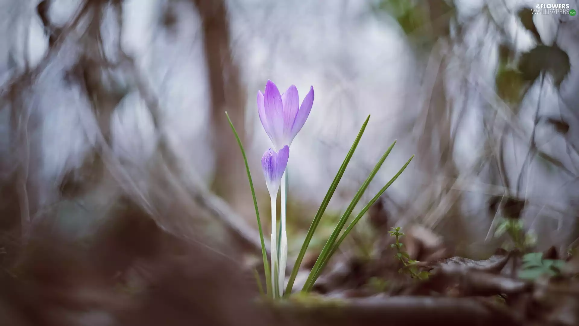 crocuses, Two cars, lilac