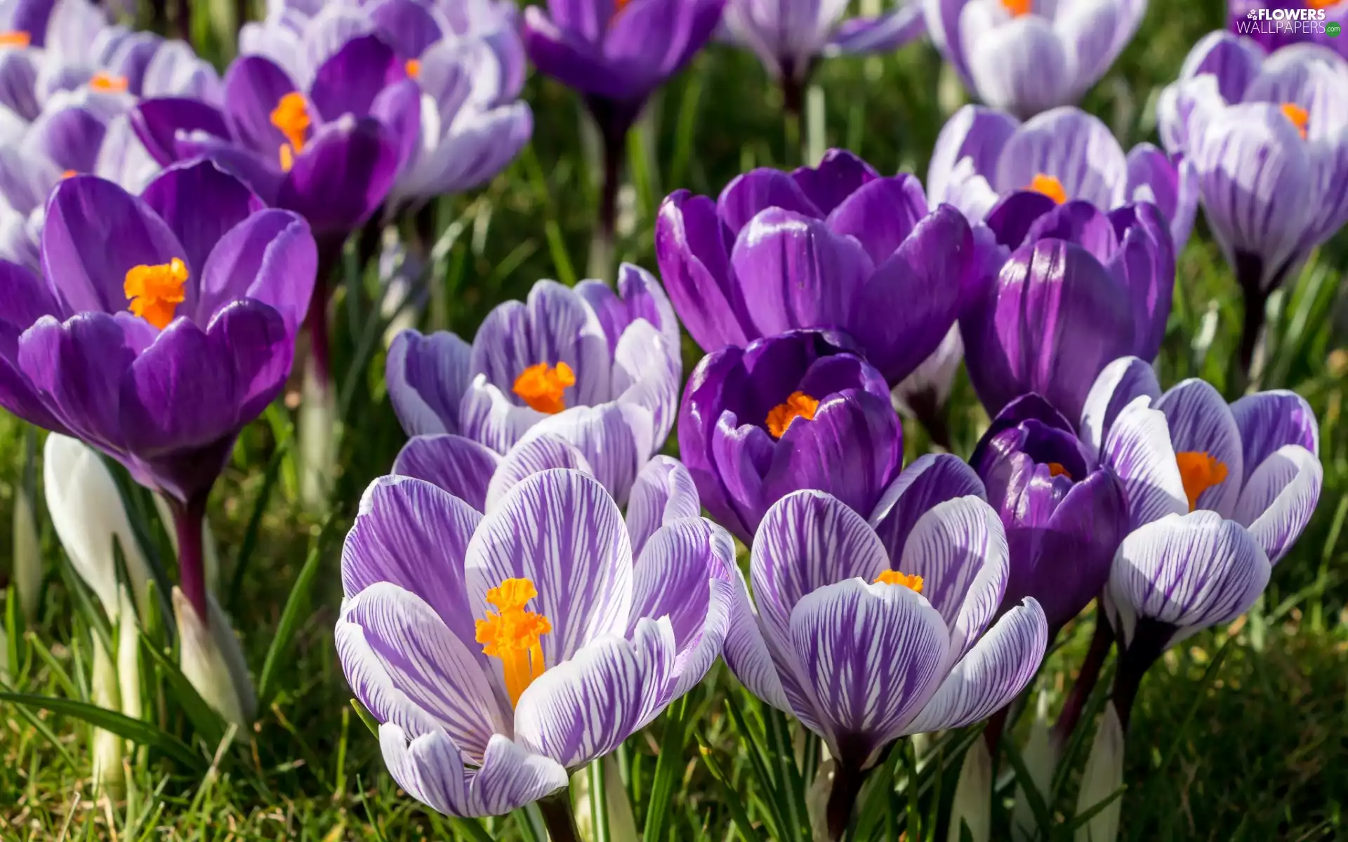 crocuses, purple, grass, lilac