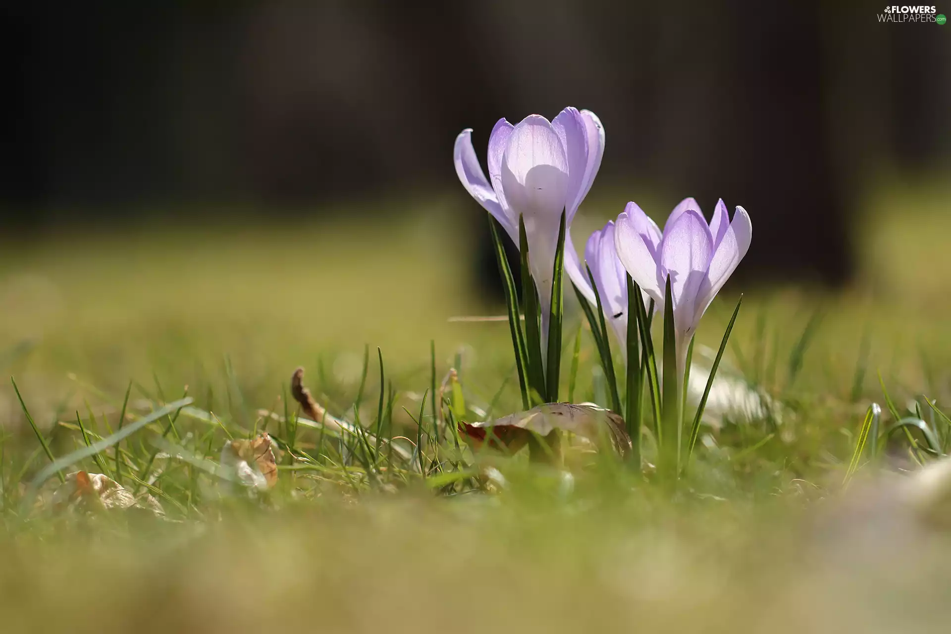 lilac, crocuses, Flowers