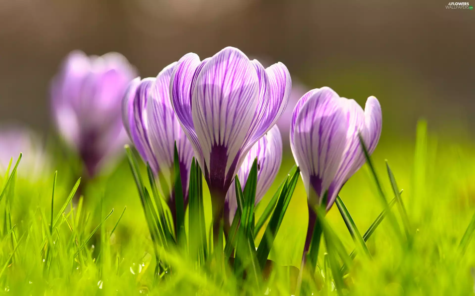 Flowers, crocuses, grass, lilac
