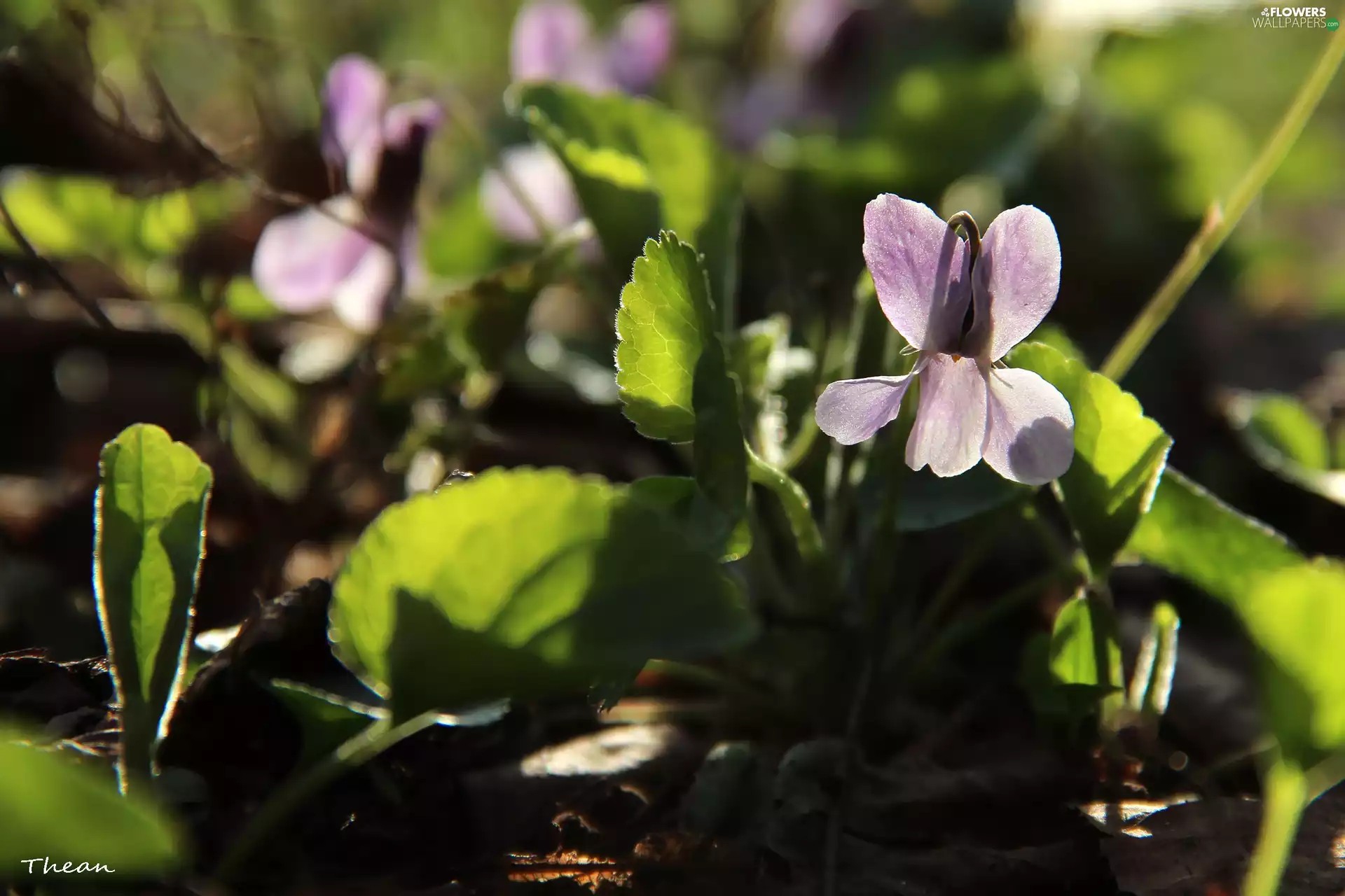 Colourfull Flowers, pale Lilac, Viola odorata