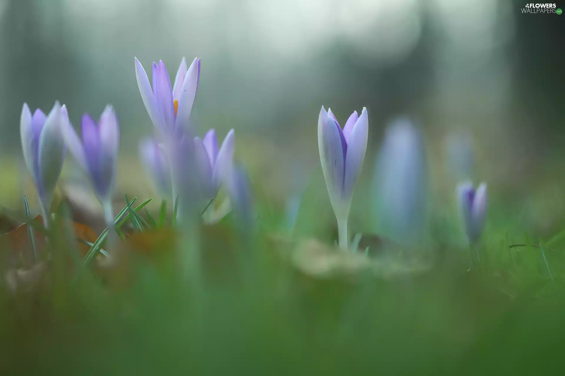 rapprochement, crocuses, Flowers, lilac