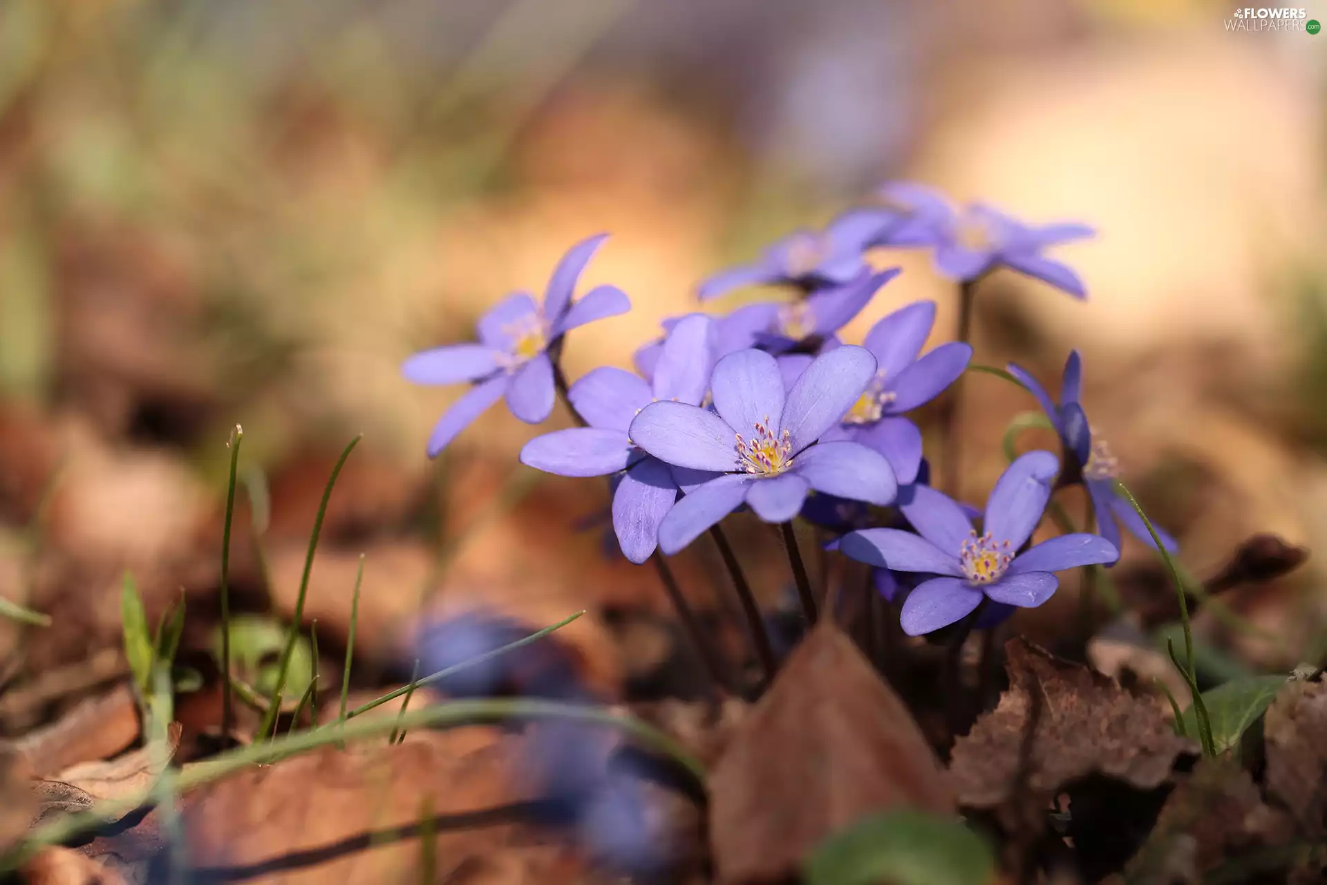 rapprochement, Liverworts, Flowers, lilac