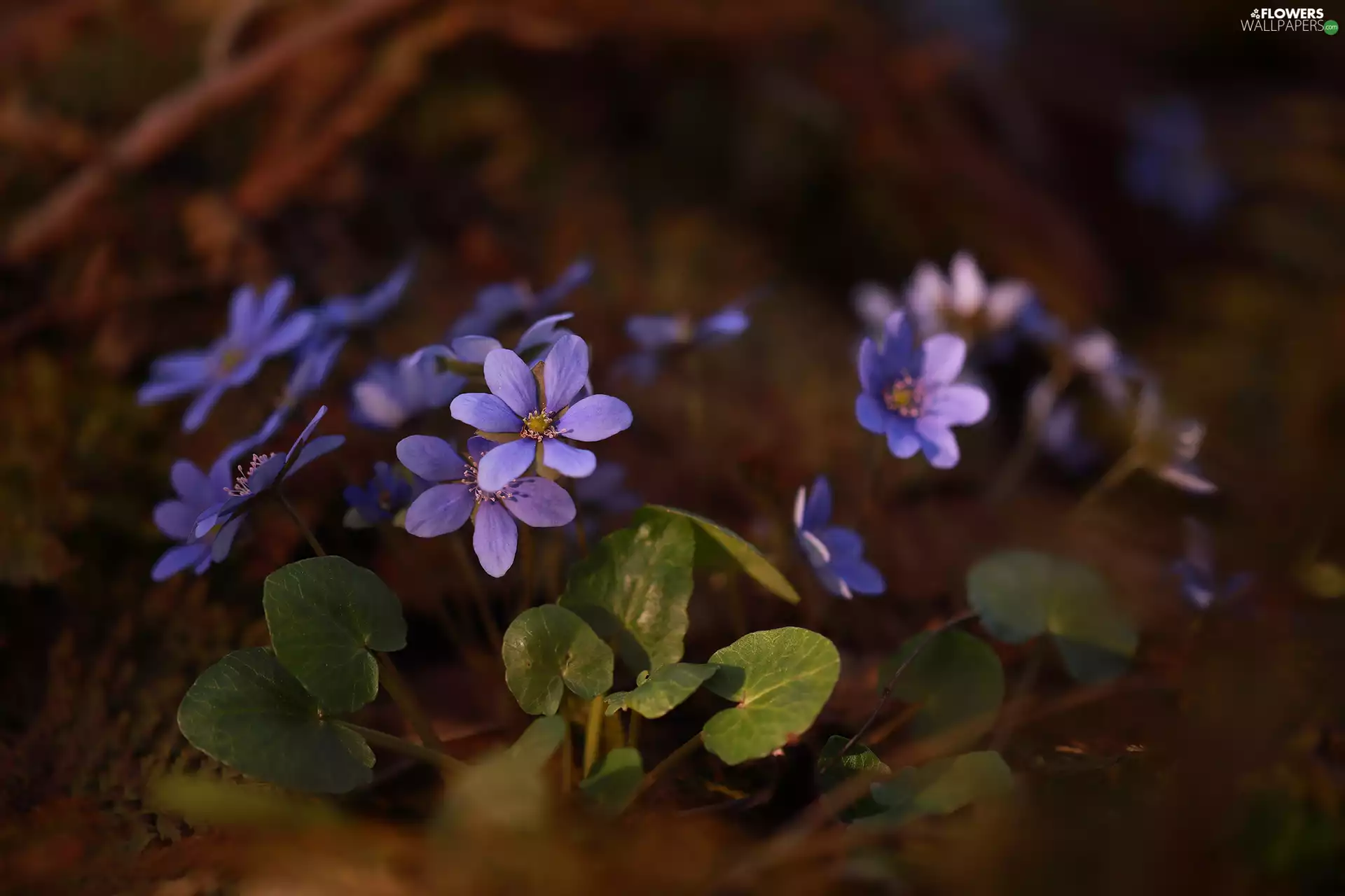 Spring, Liverworts, Flowers, lilac