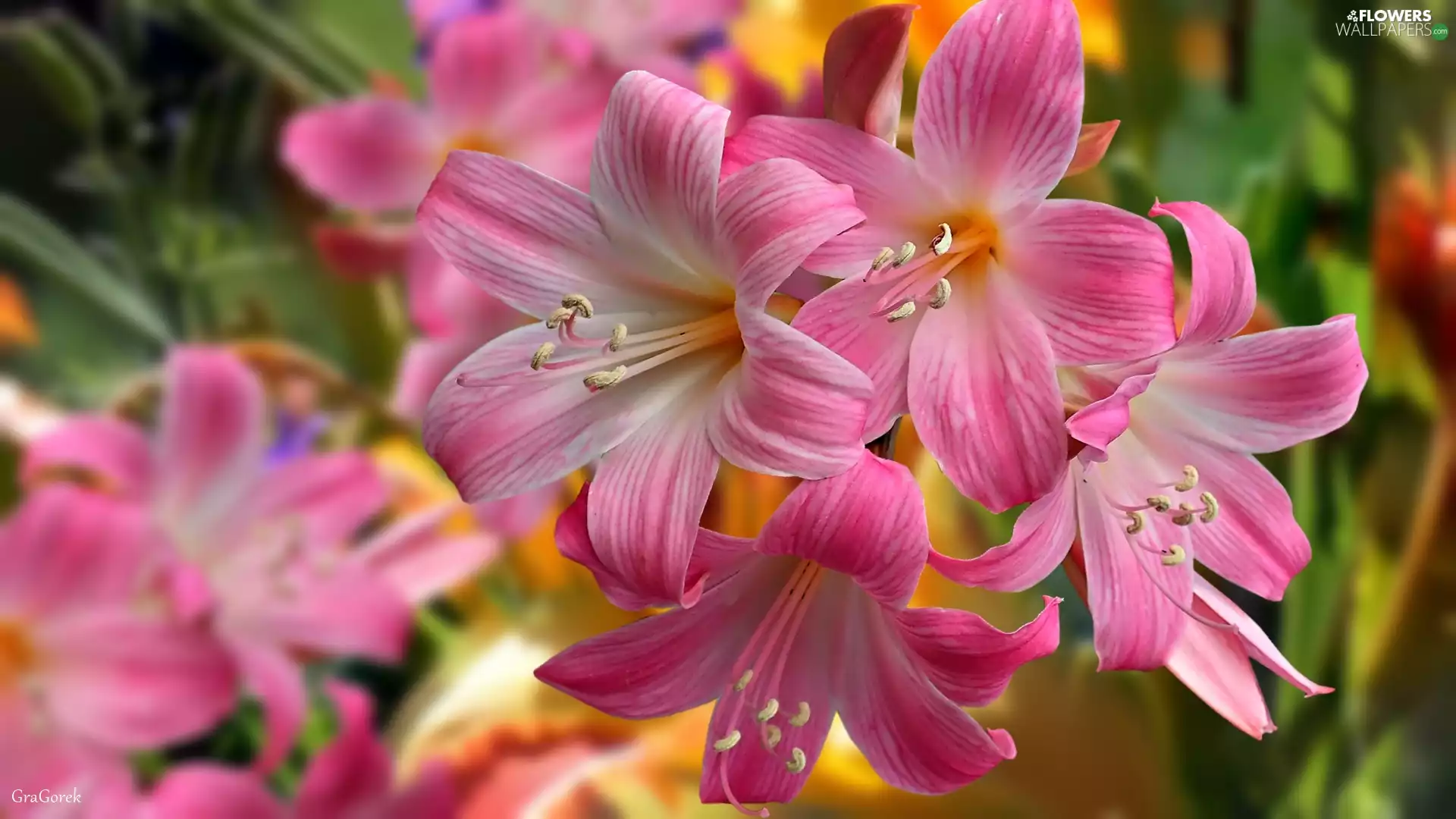 Flowers, lilies, 2D Graphics, Pink