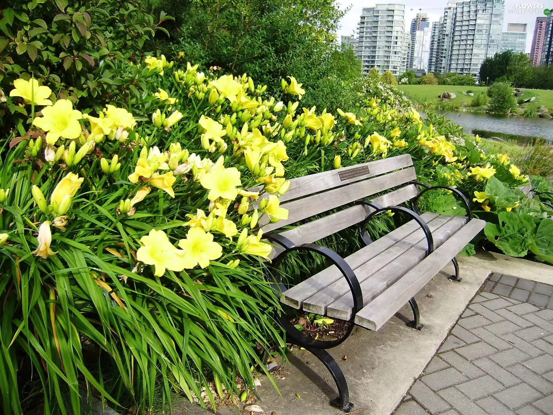 lilies, Park, Bench