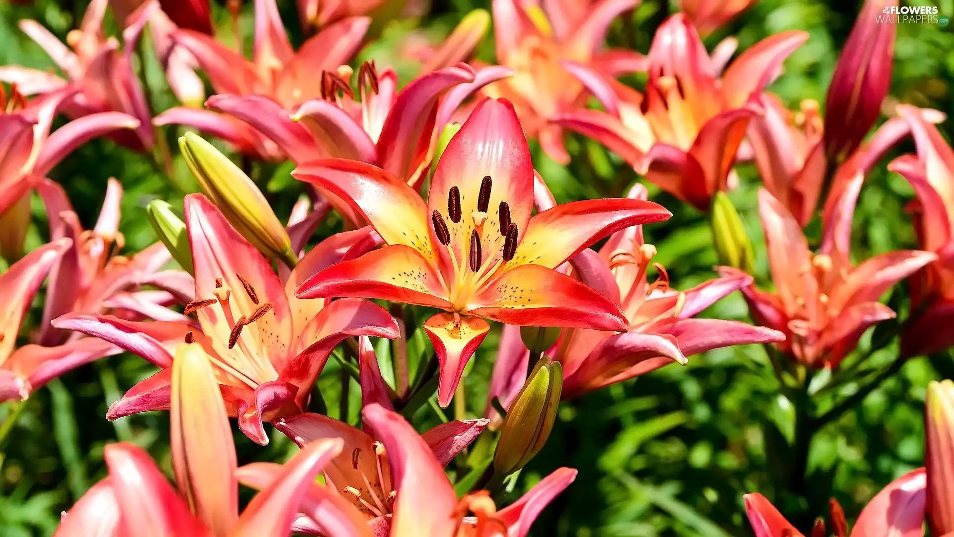 lilies, Flowers, bloom