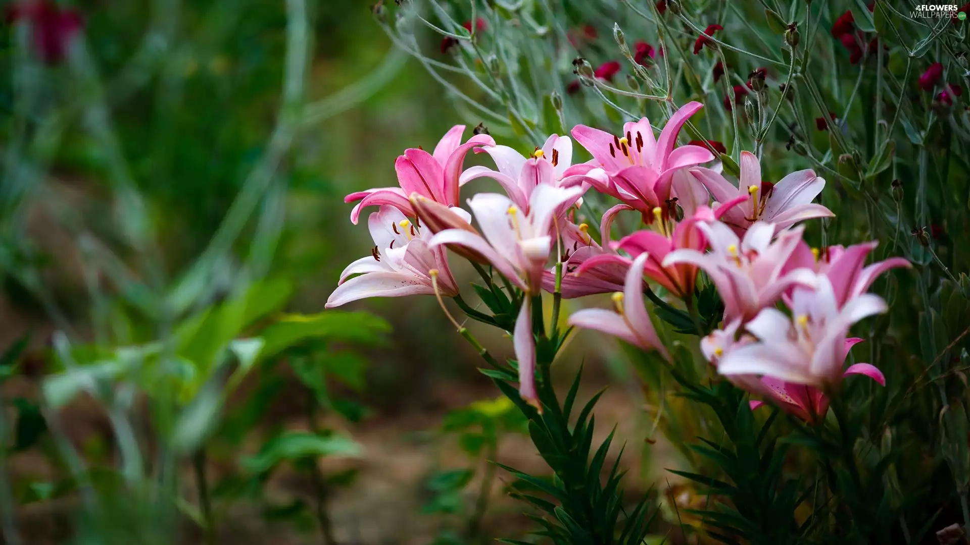 lilies, Pink, bloom