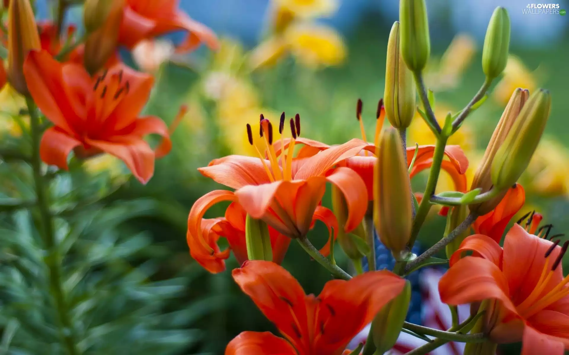 blurry background, Orange, lilies