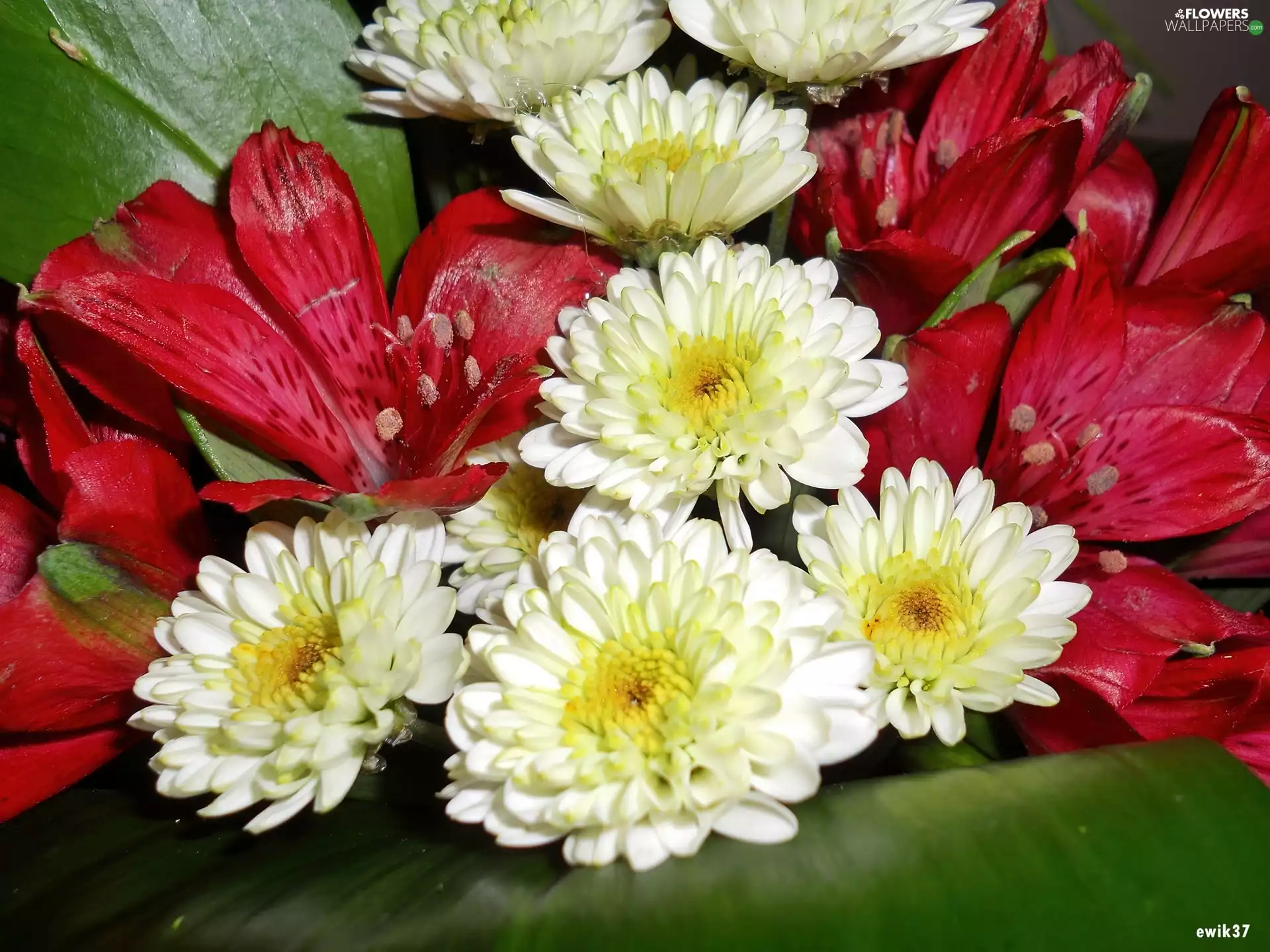 bouquet, Astra, Leaf, lilies