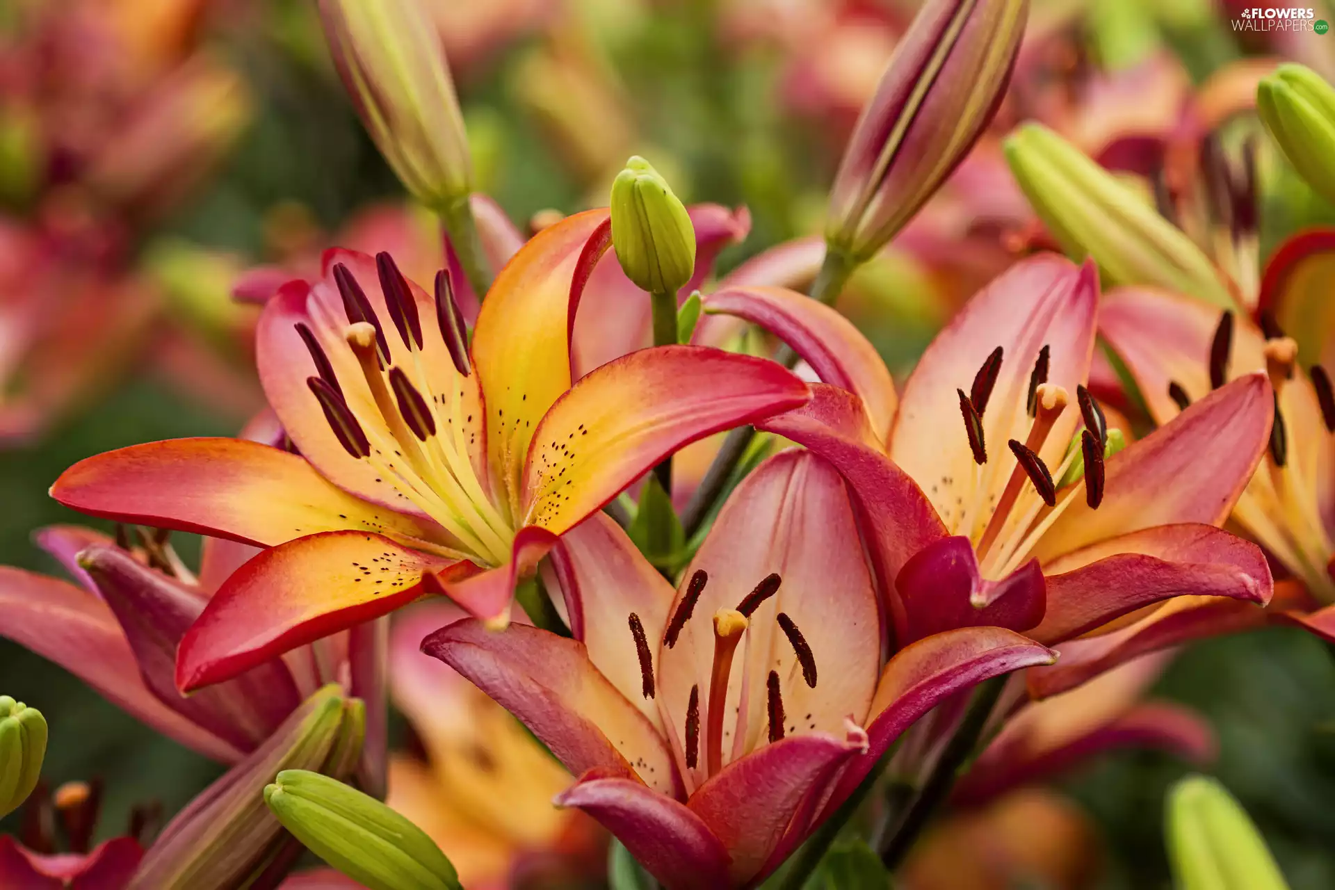 lilies, Buds
