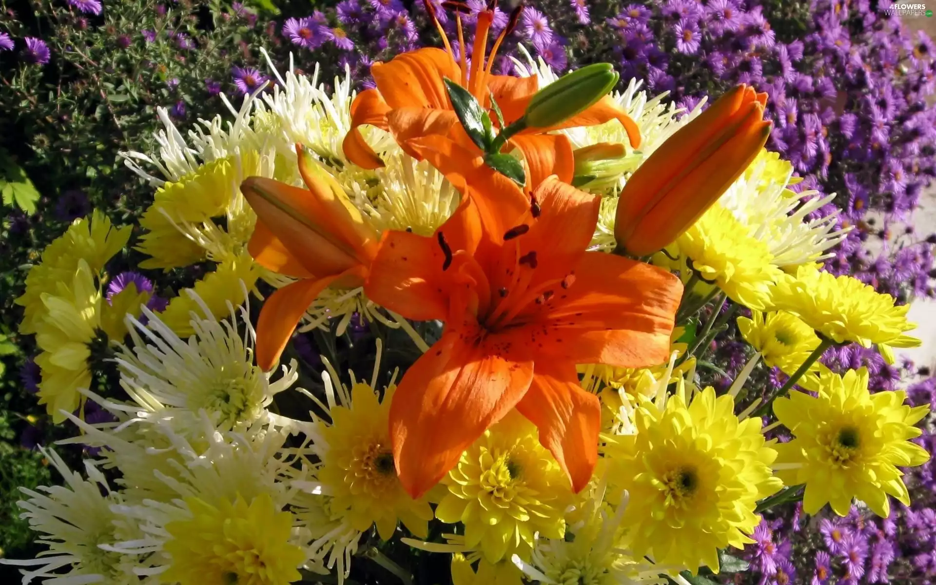 lilies, Chrysanthemums