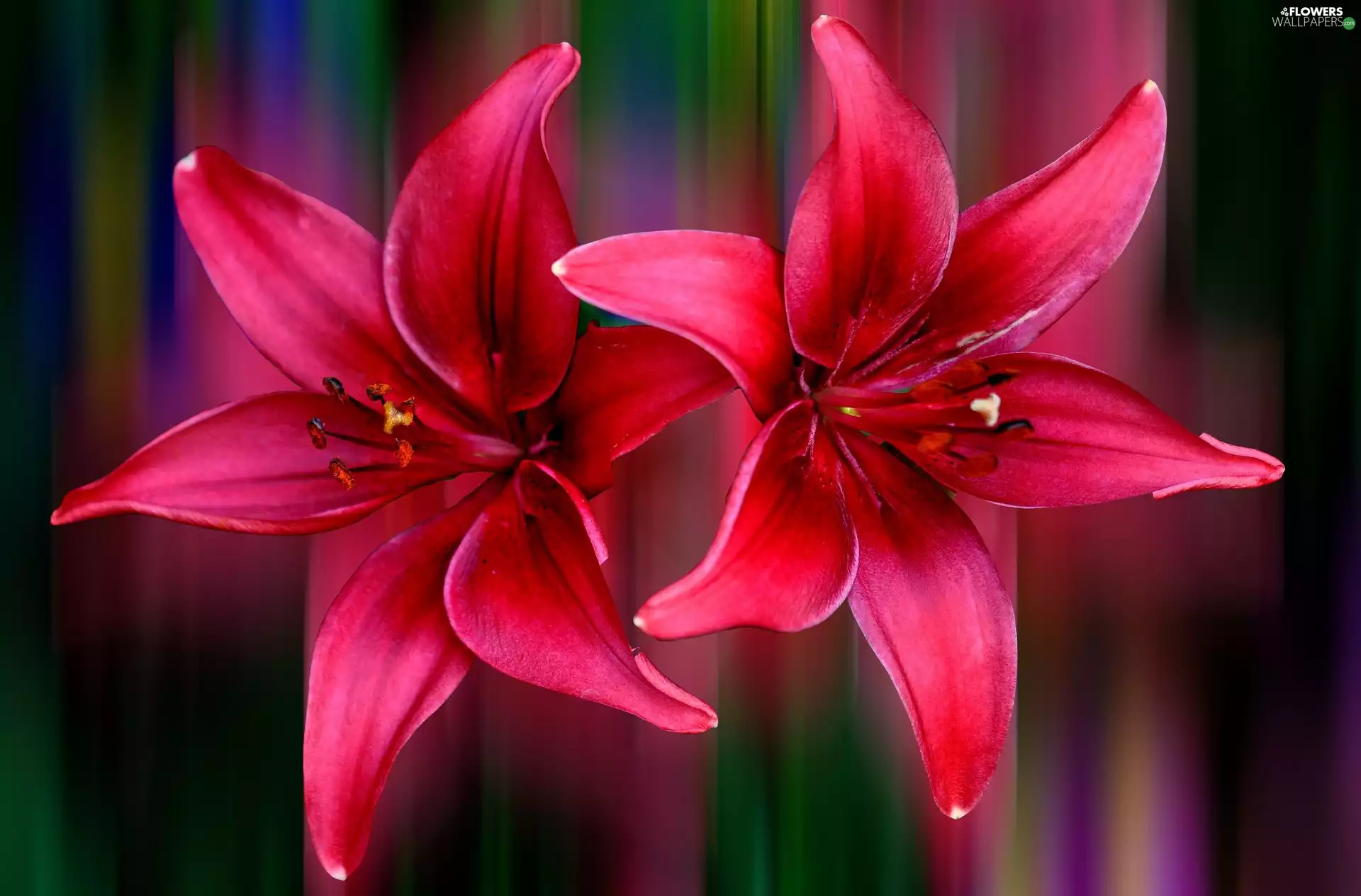 claret, rainbow, background, lilies