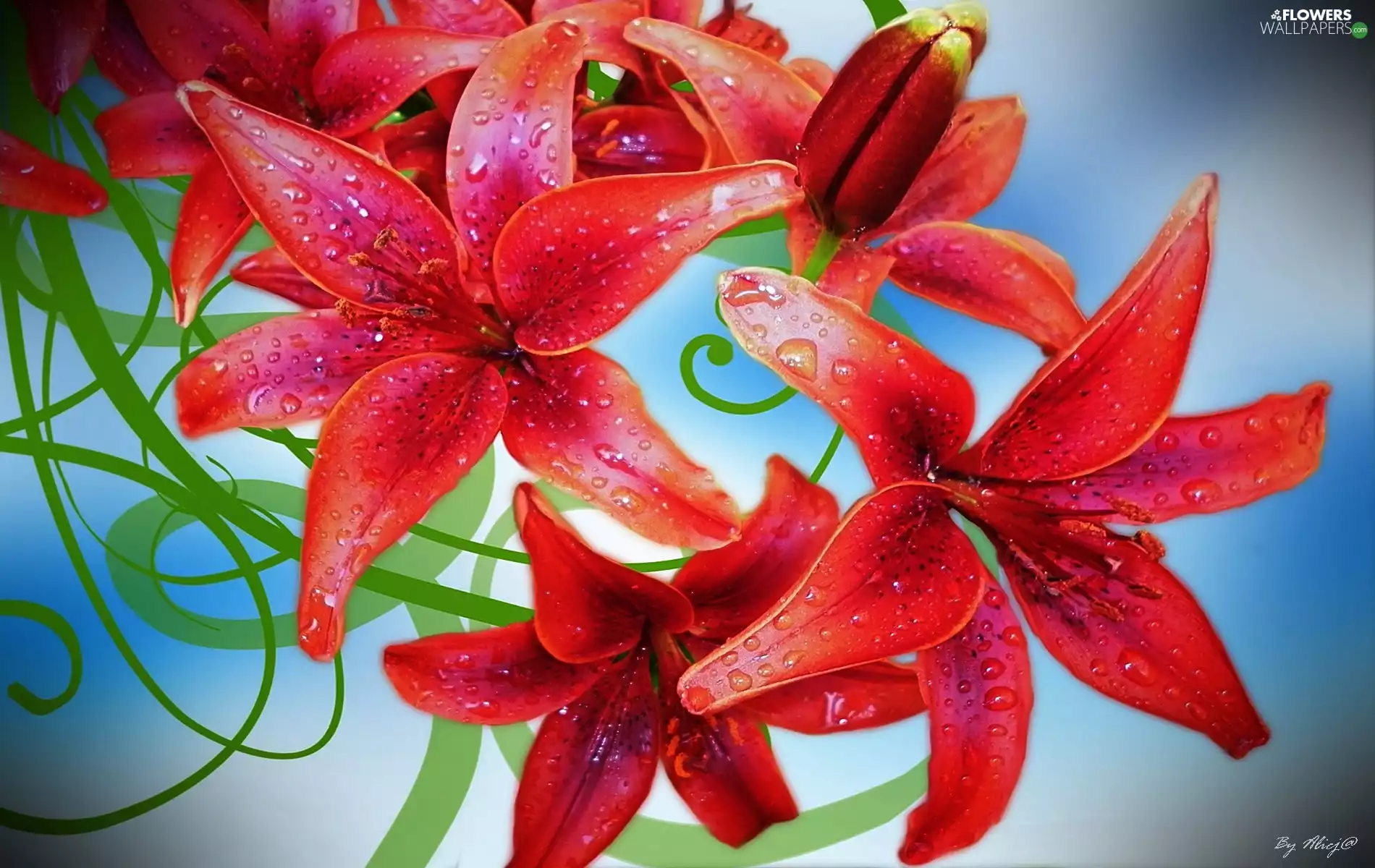 claret, drops, water, lilies