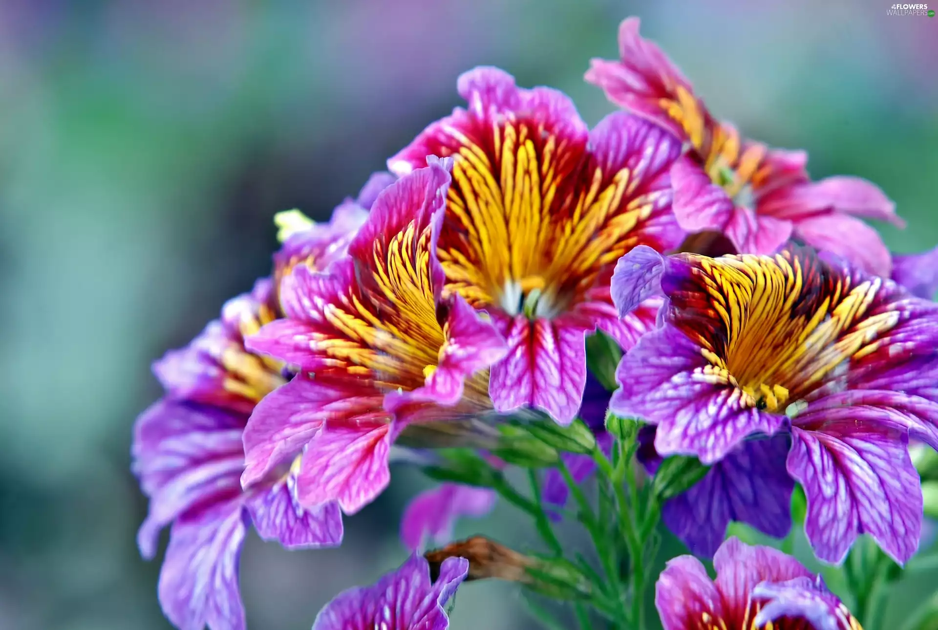 Colored, rapprochement, blur, lilies