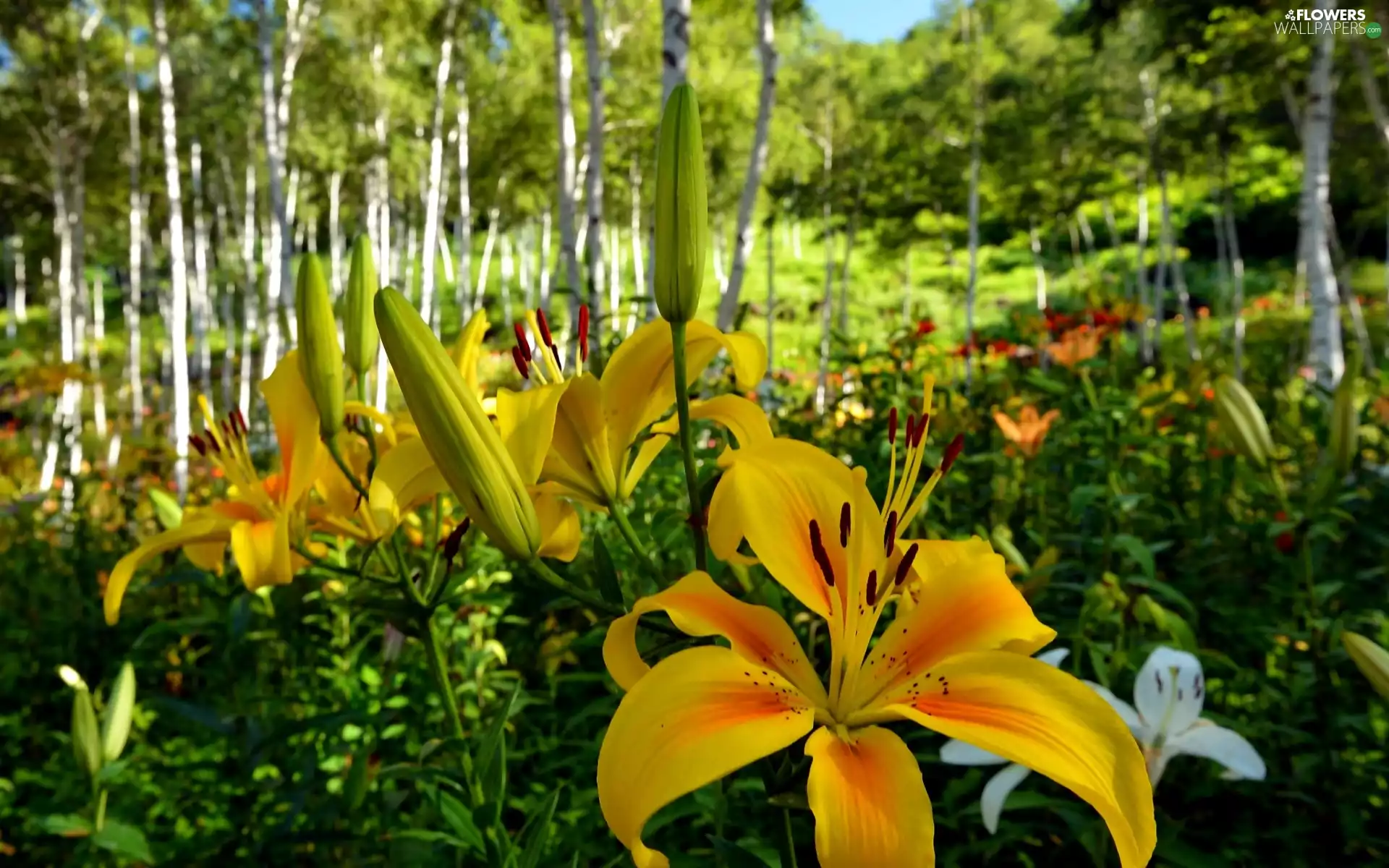 Yellow Lilies, coppice, summer, forest