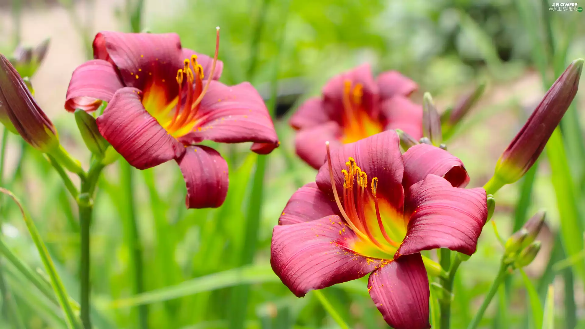 lilies, Red, developed