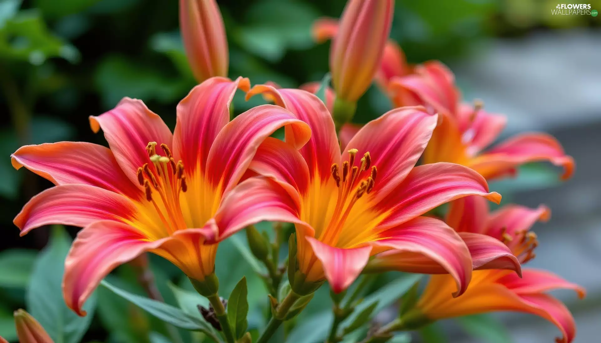 lilies, Two, developed