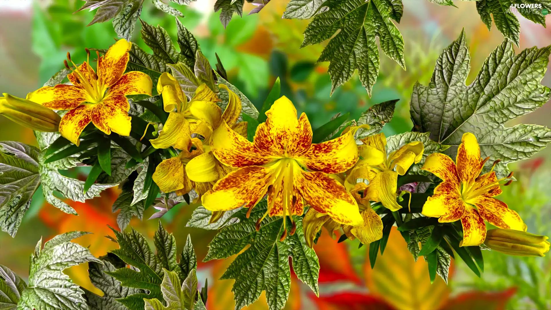 Flowers, leaves, 2D, lilies