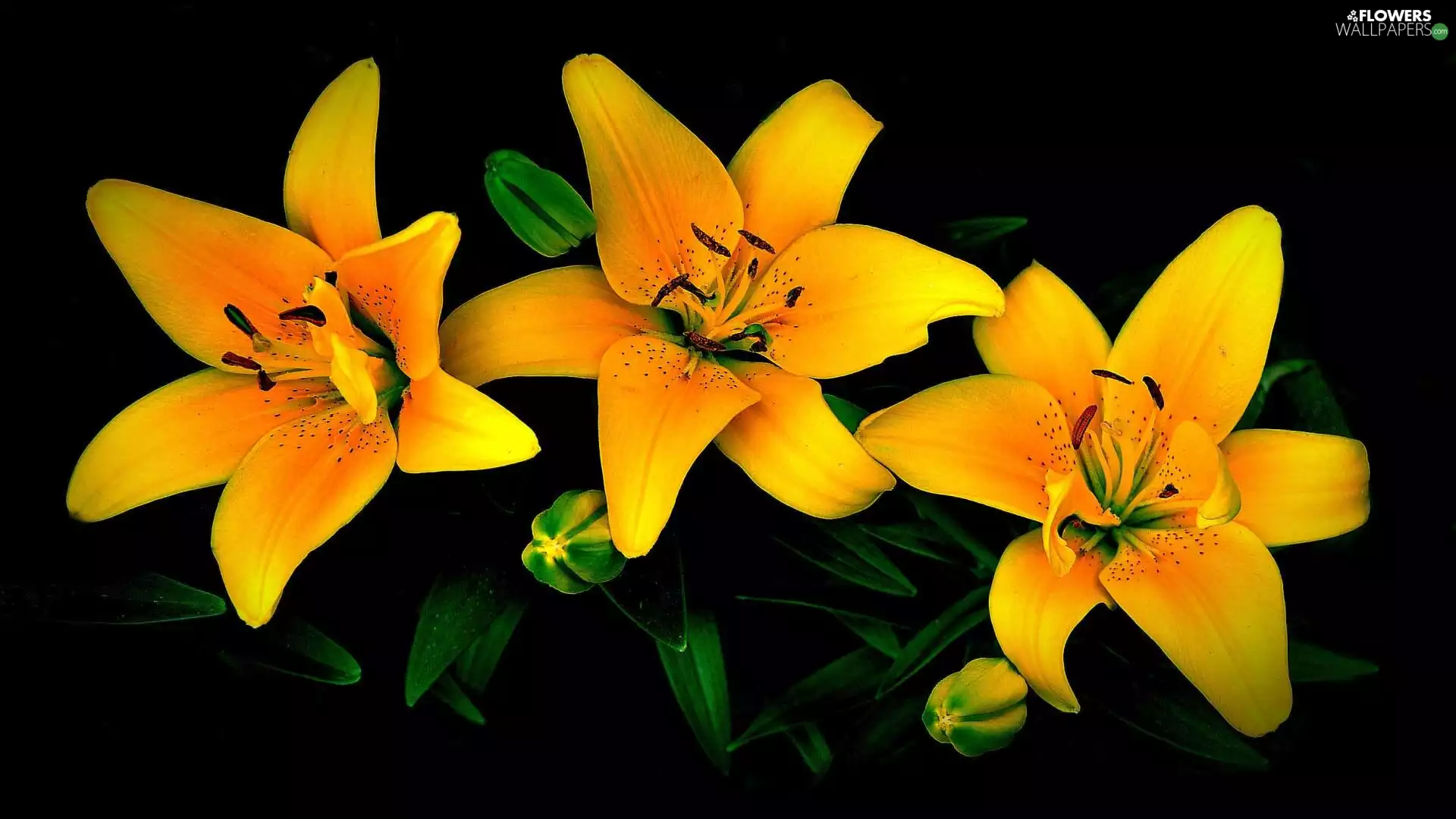 Flowers, Yellow, Buds, lilies