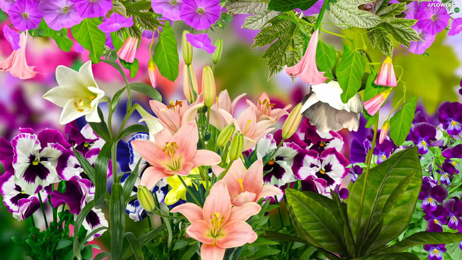 Flowers, pansies, graphics, lilies