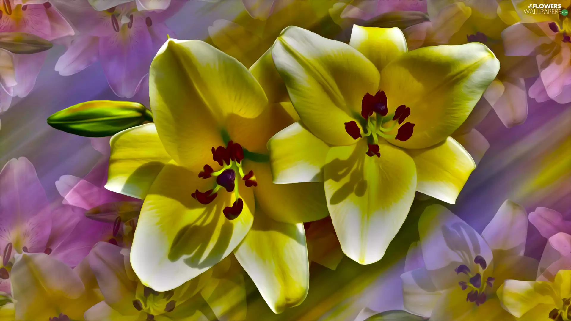 Flowers, Yellow, graphics, lilies