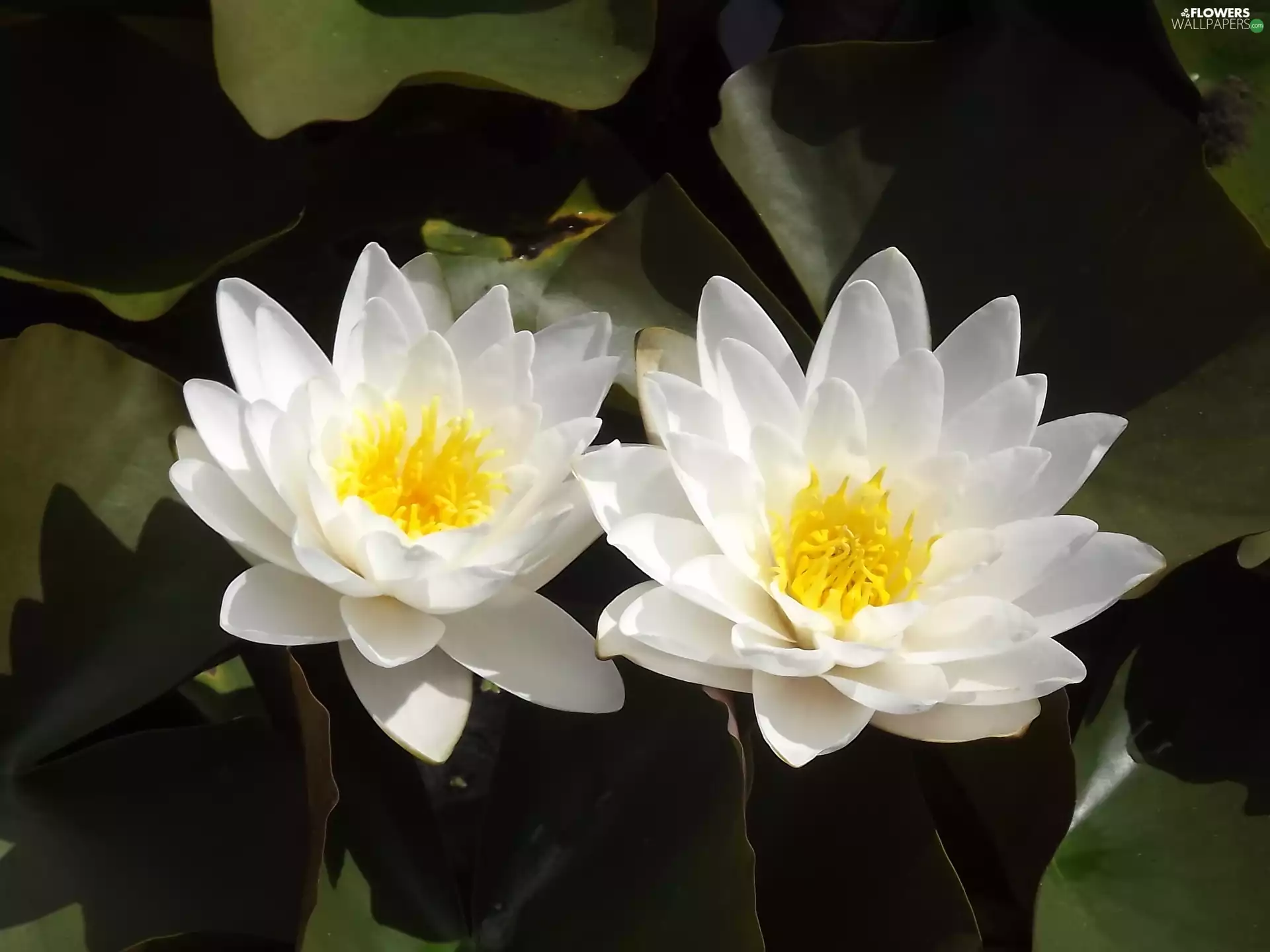 Flowers, water, lake, lilies