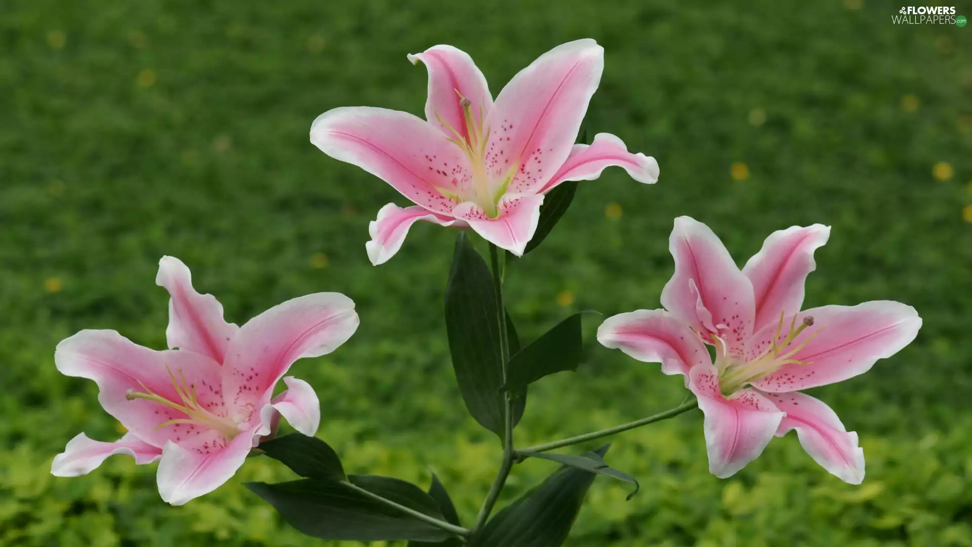 lilies, Pink, Flowers
