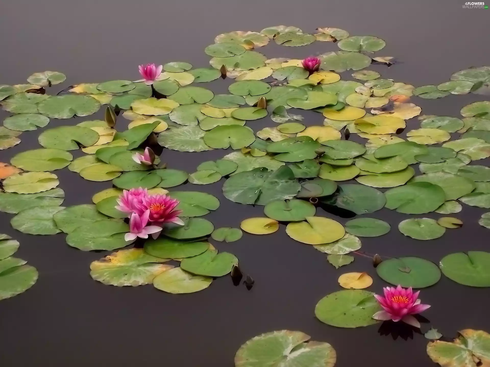 Flowers, nature, Water lilies