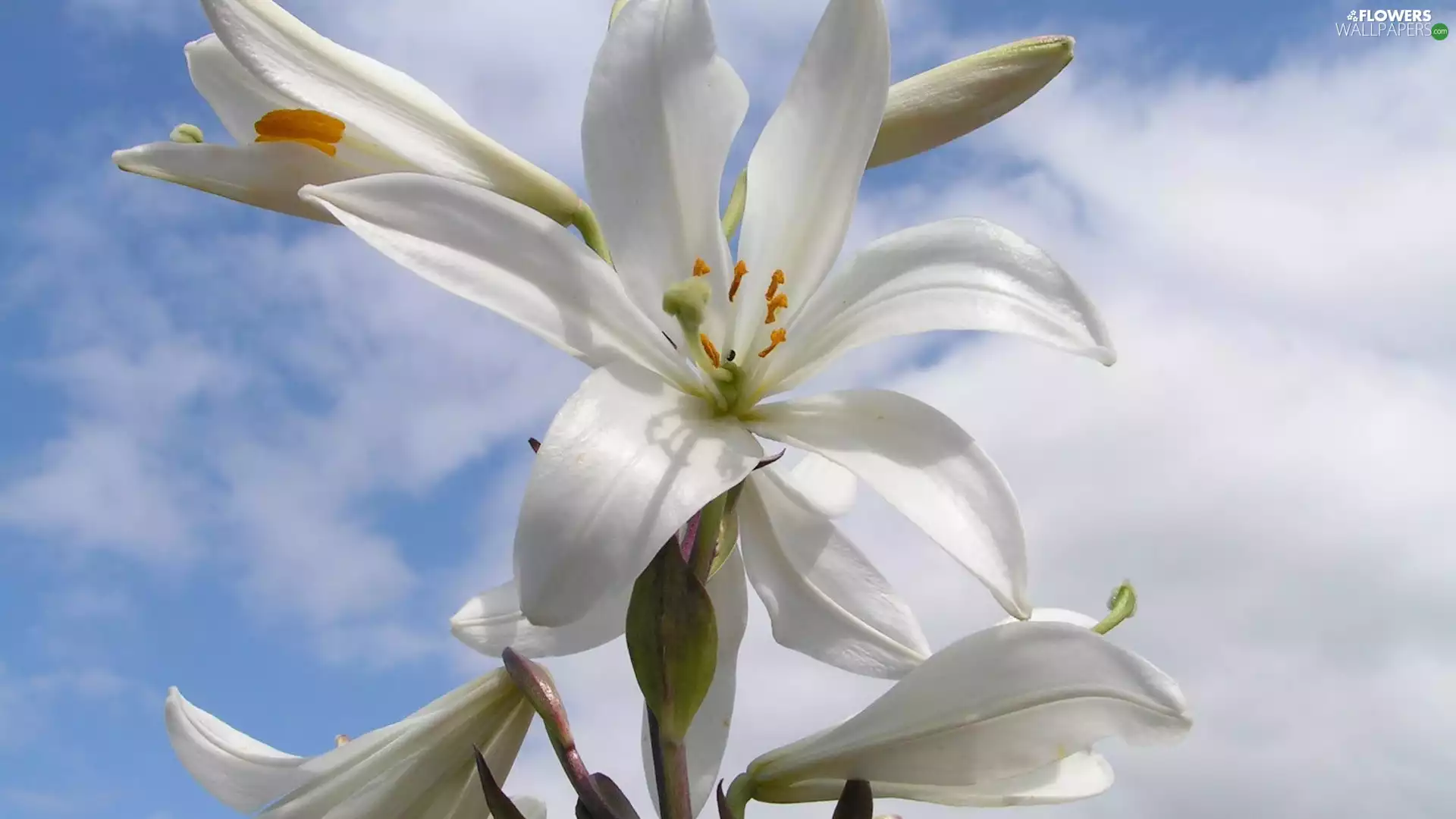lilies, White, Flowers