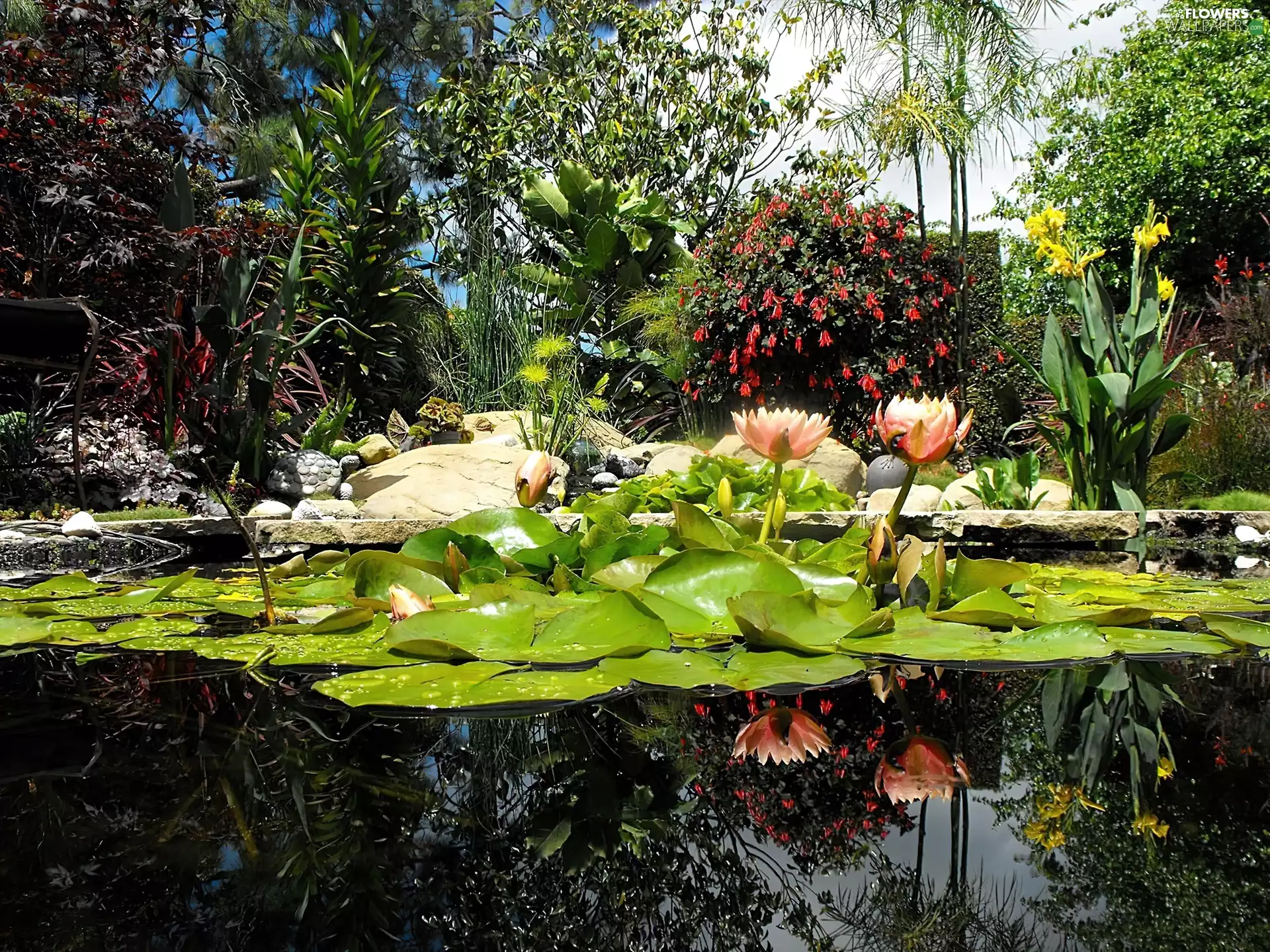 Garden, water, Flowers, lilies