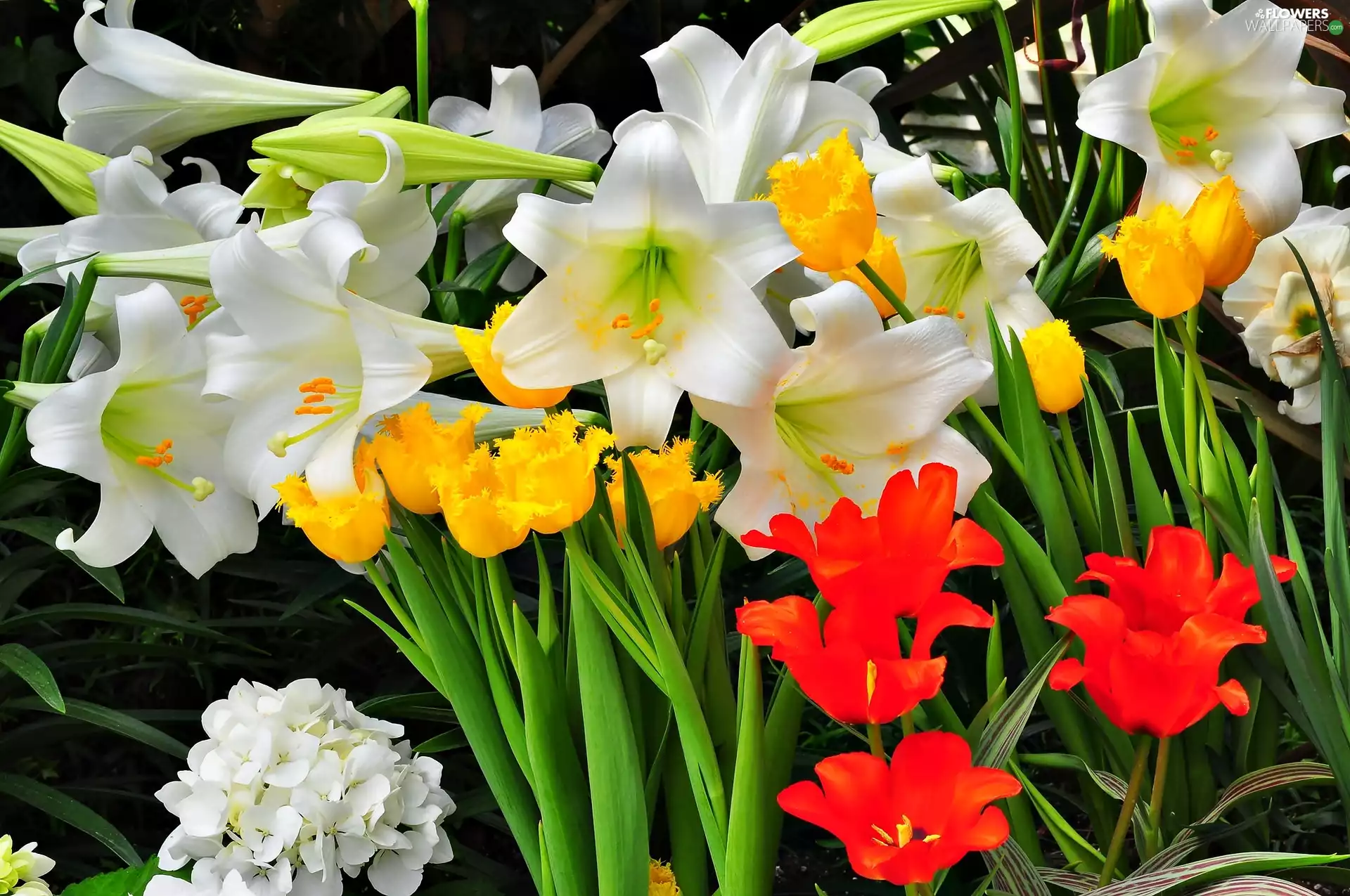 Garden, Tulips, hydrangea, lilies