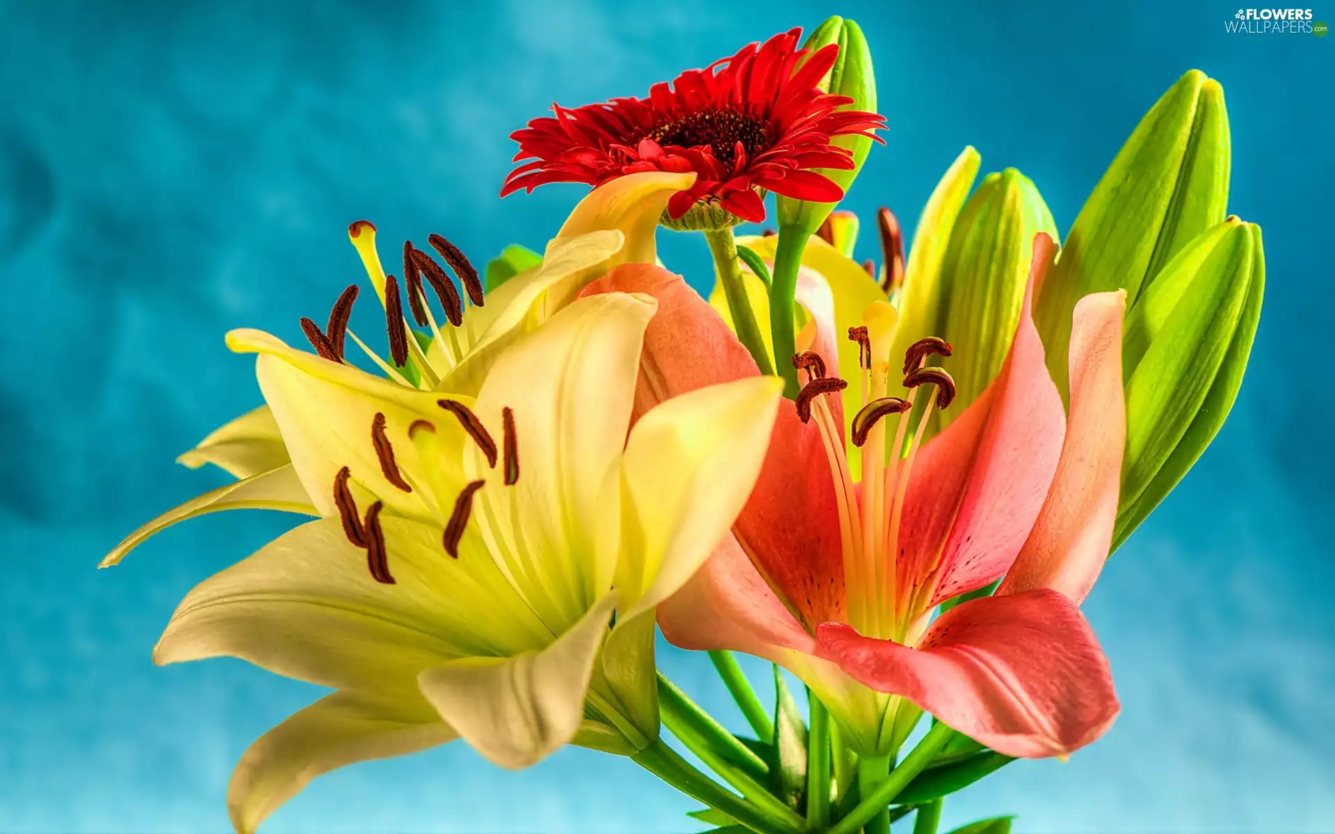 lilies, Flowers, Gerbera