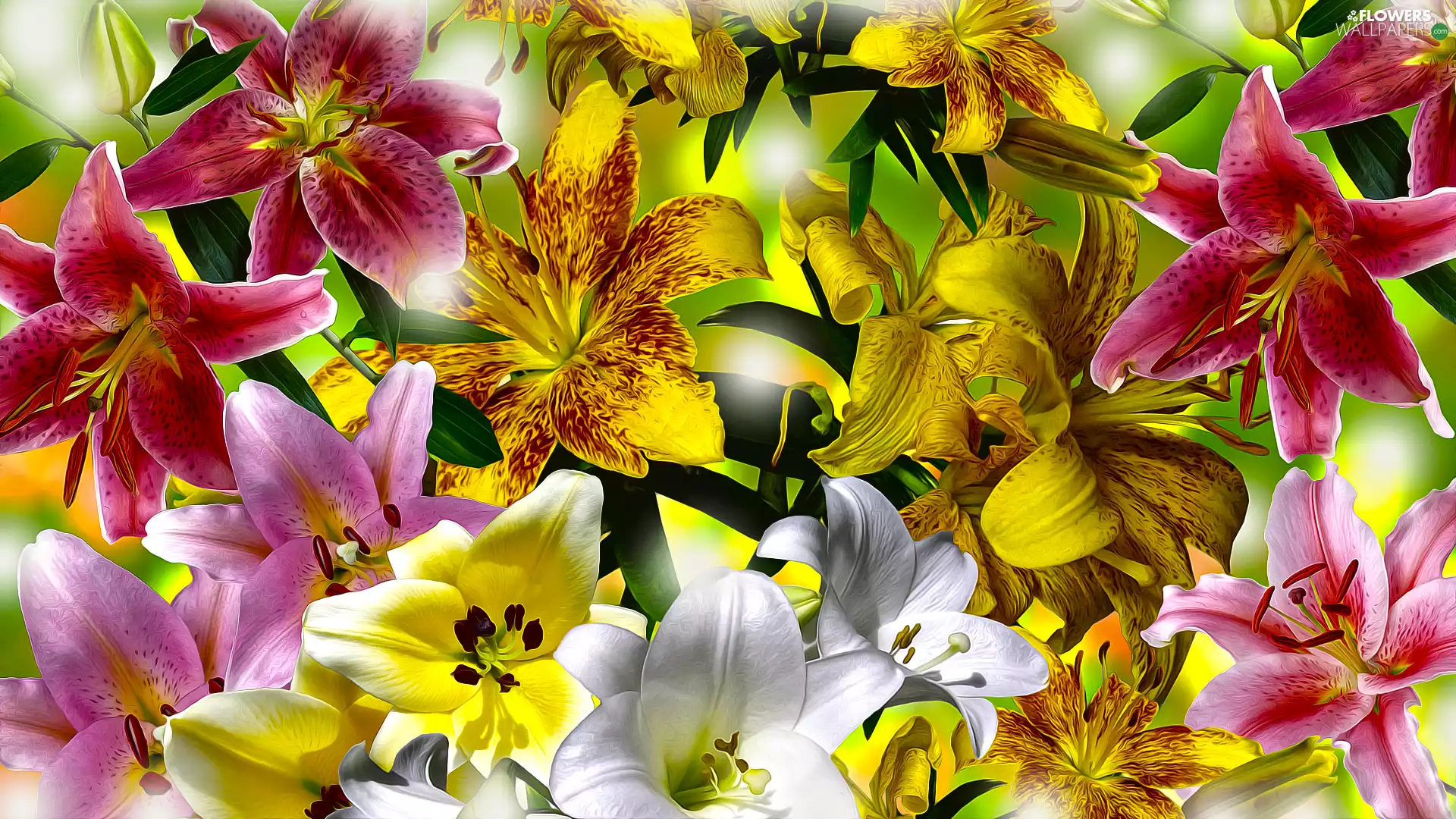 Flowers, lilies, graphics, Different colored