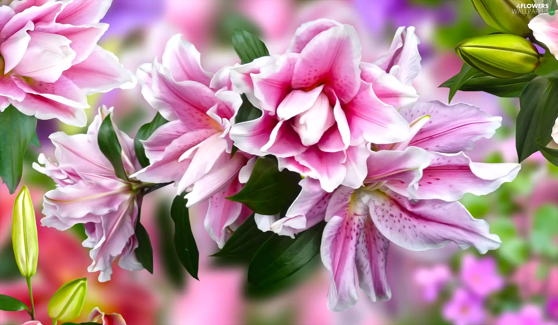 Flowers, lilies, graphics, Pink-White