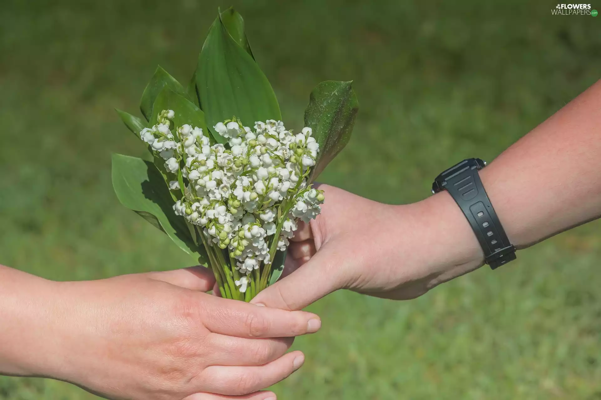hands, small bunch, lilies
