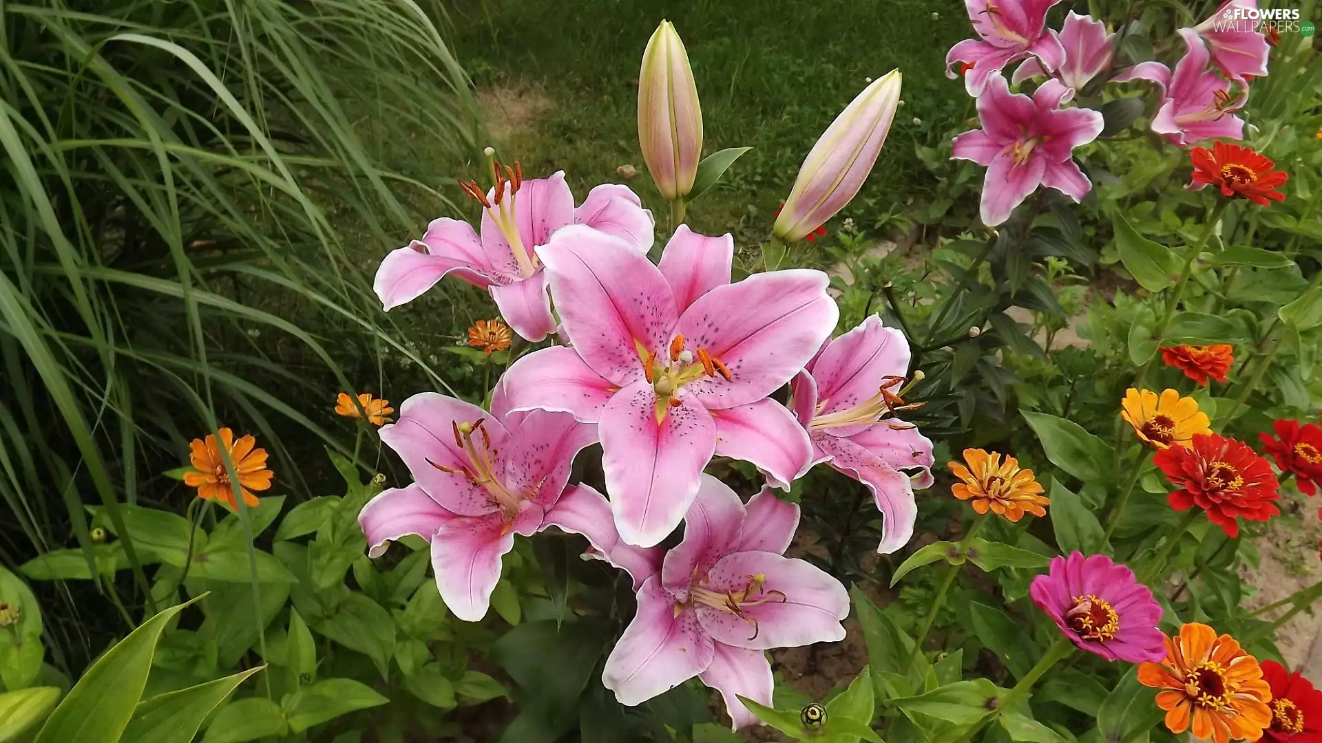color, Pink, Leaf, lilies, Flowers, Zinnias, grass