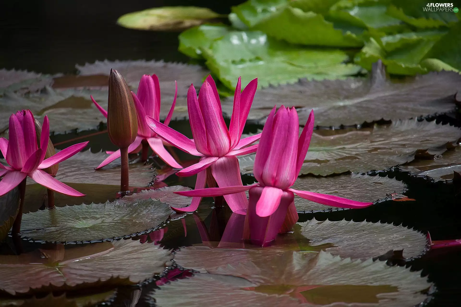Leaf, Flowers, Water lilies