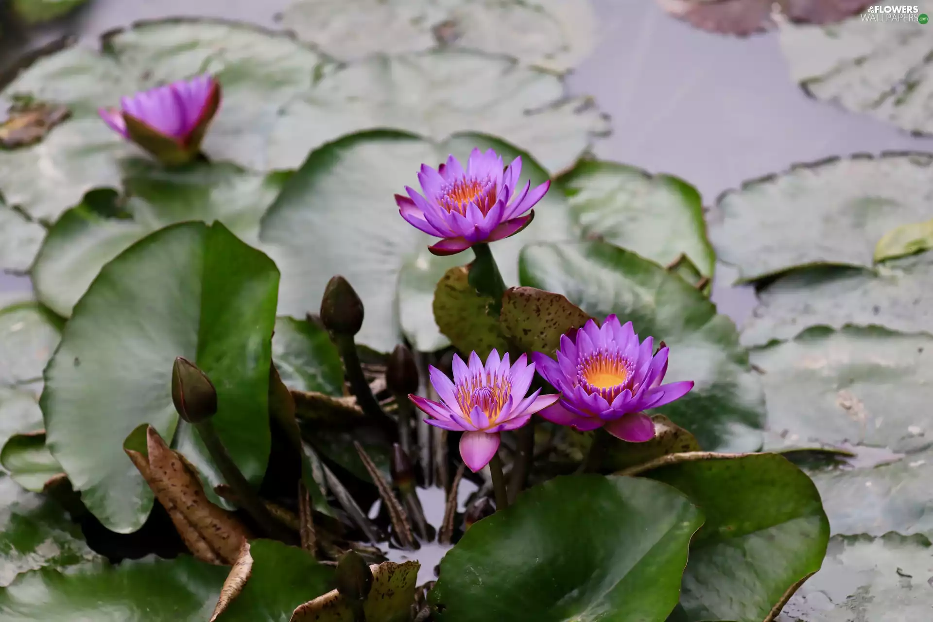 Leaf, four, Water lilies
