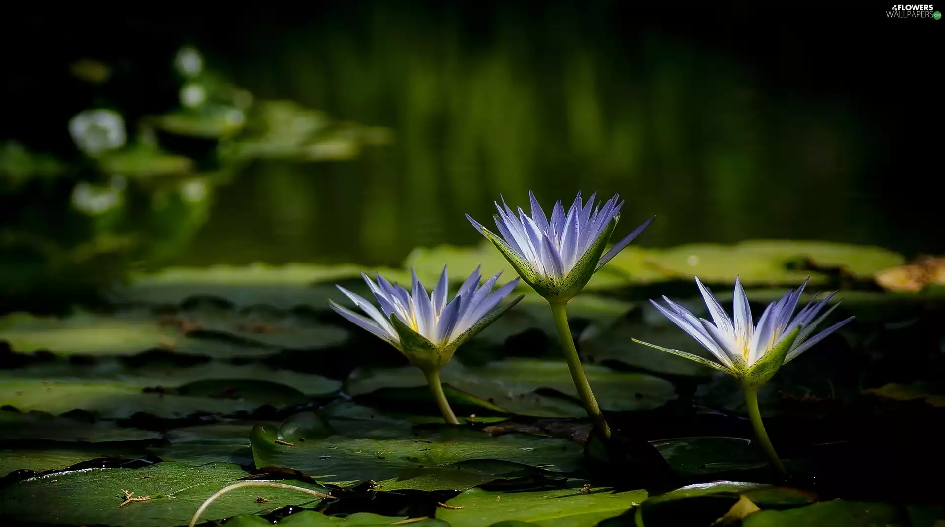 Leaf, Three, Water lilies