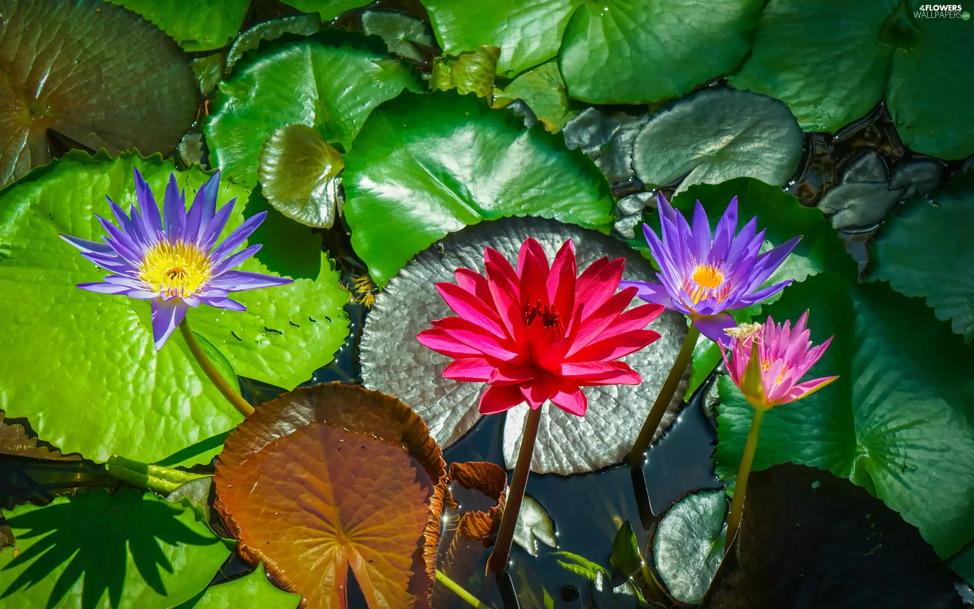 leaves, color, Water lilies