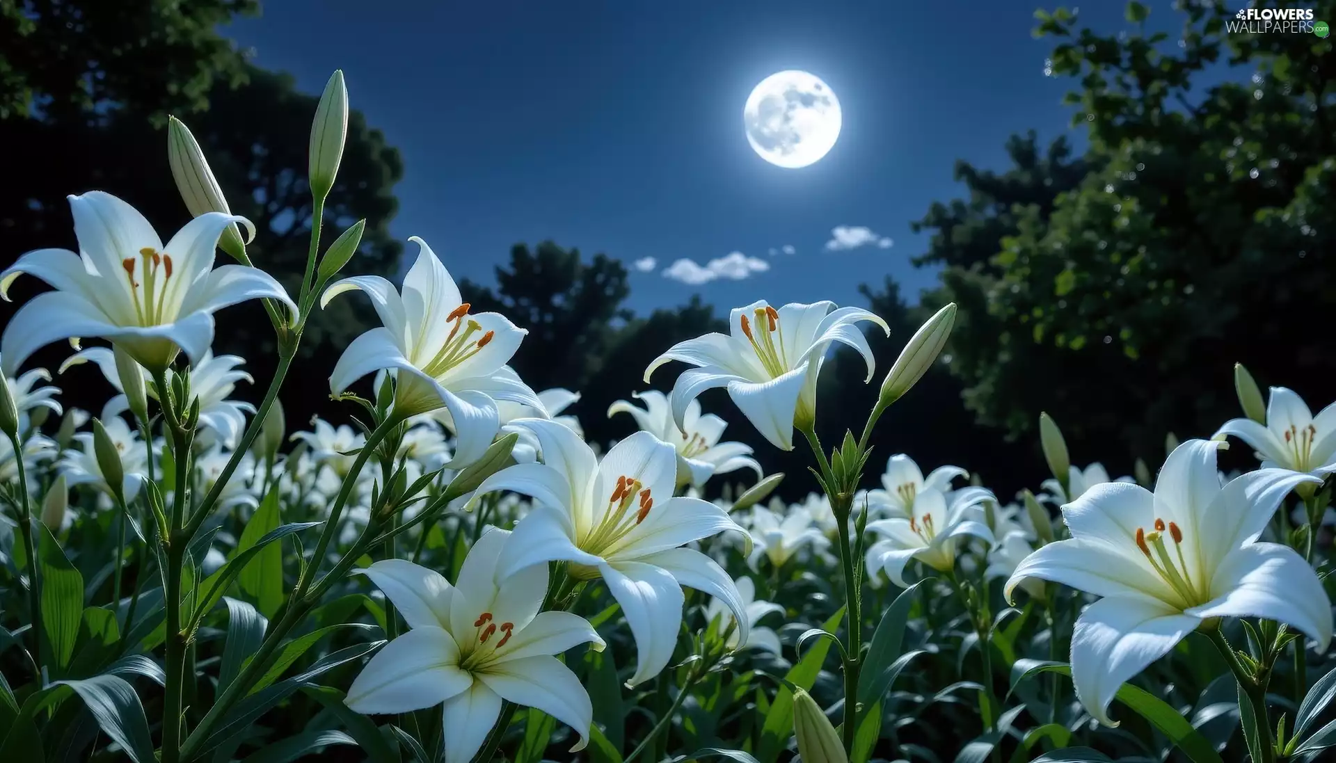 Flowers, lilies, Night, moon, graphics