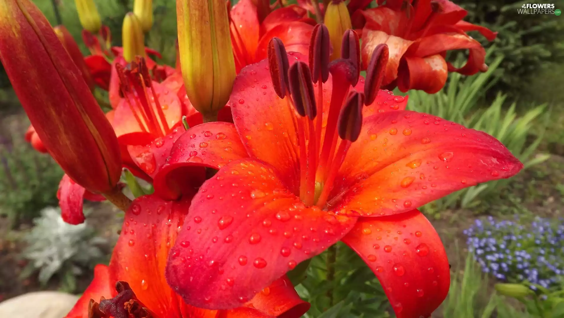 lilies, Flowers, Orange