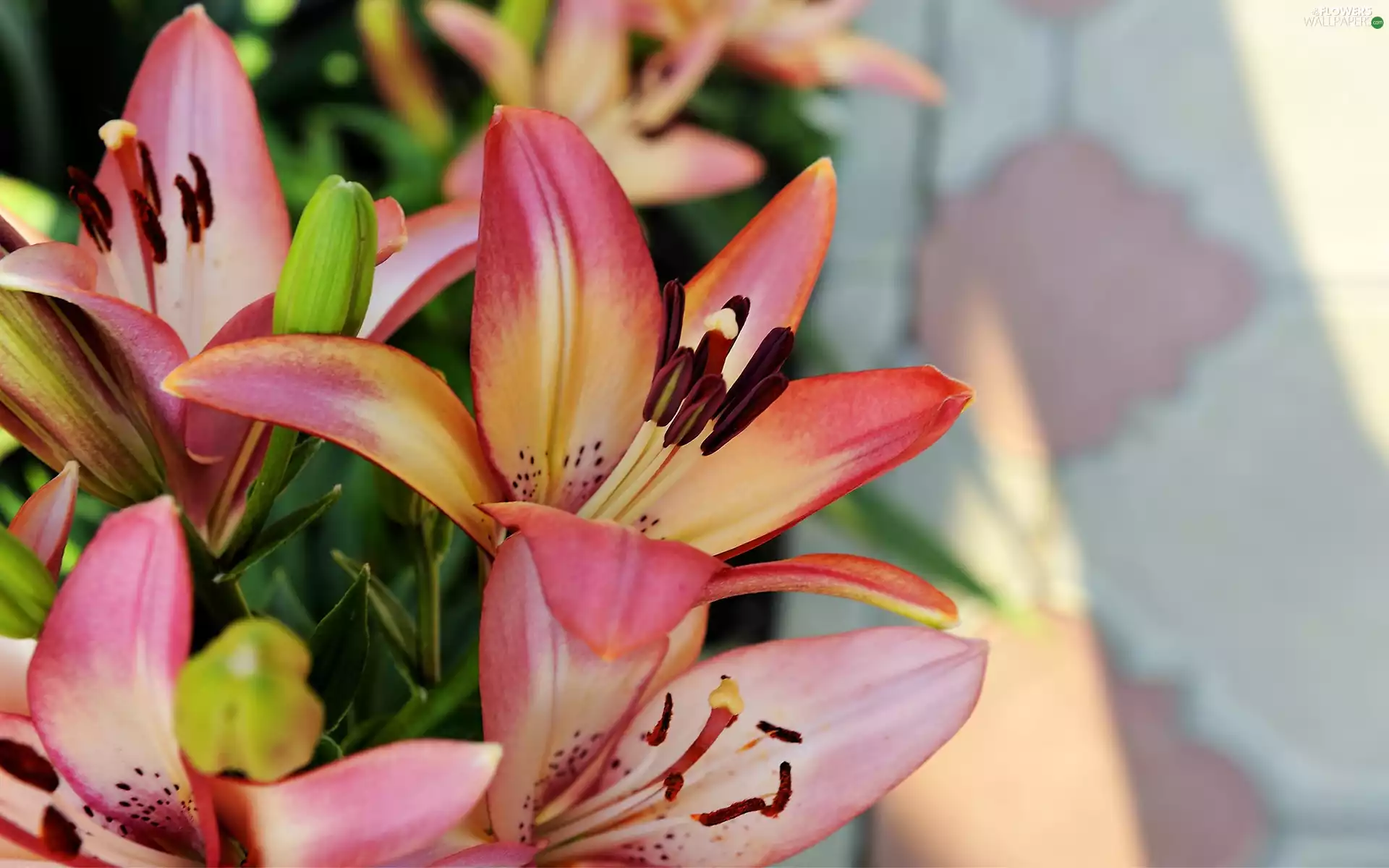 Pink, lilies