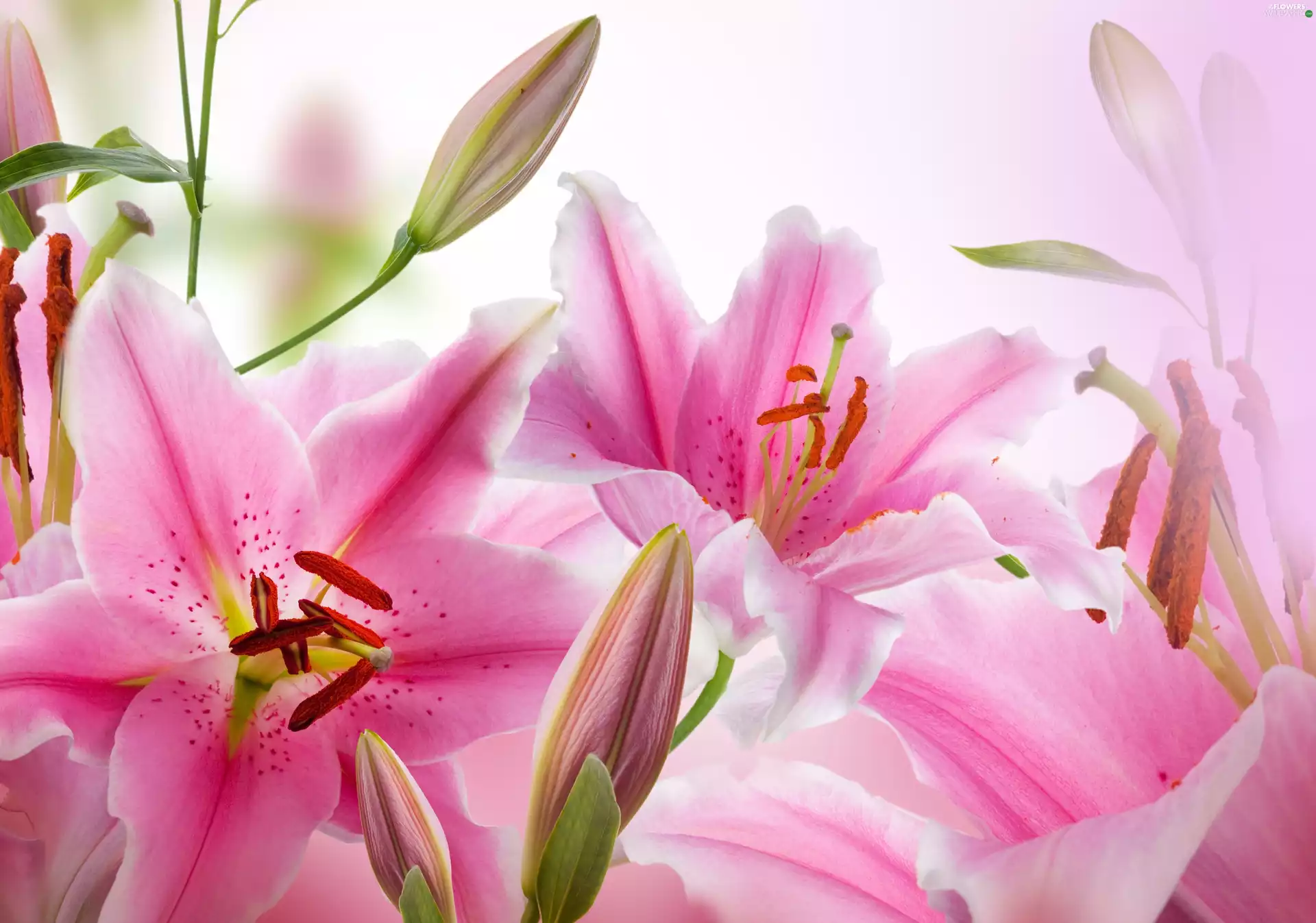 Pink, lilies