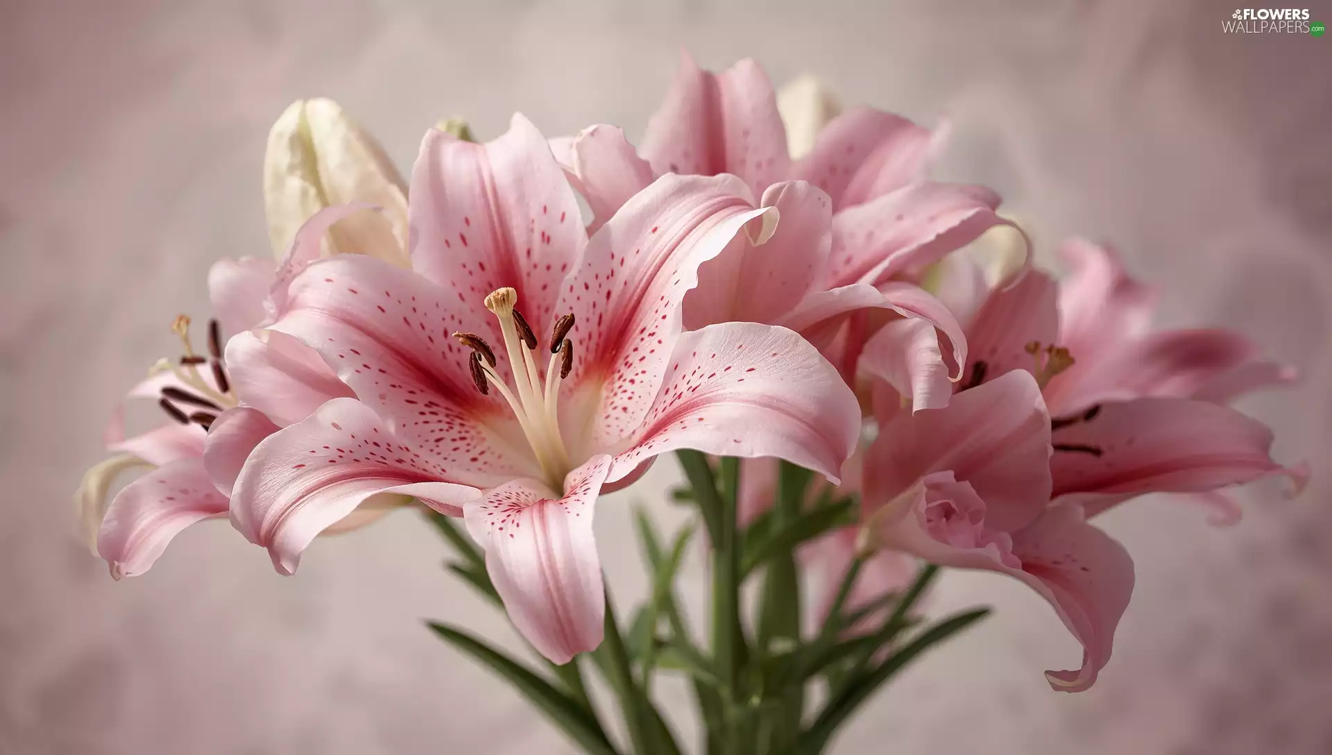Pink, rapprochement, Ai, lilies