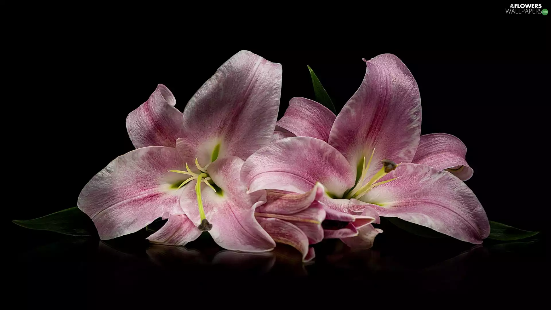 Pink, Black, background, lilies