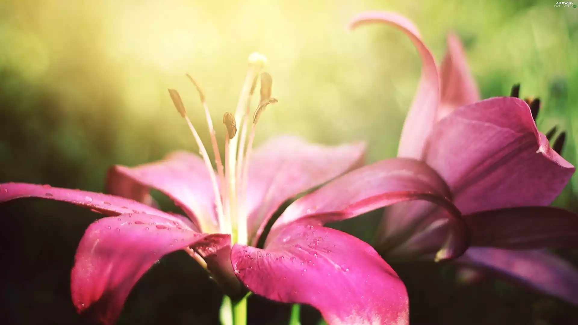 lilies, Flowers, Pink