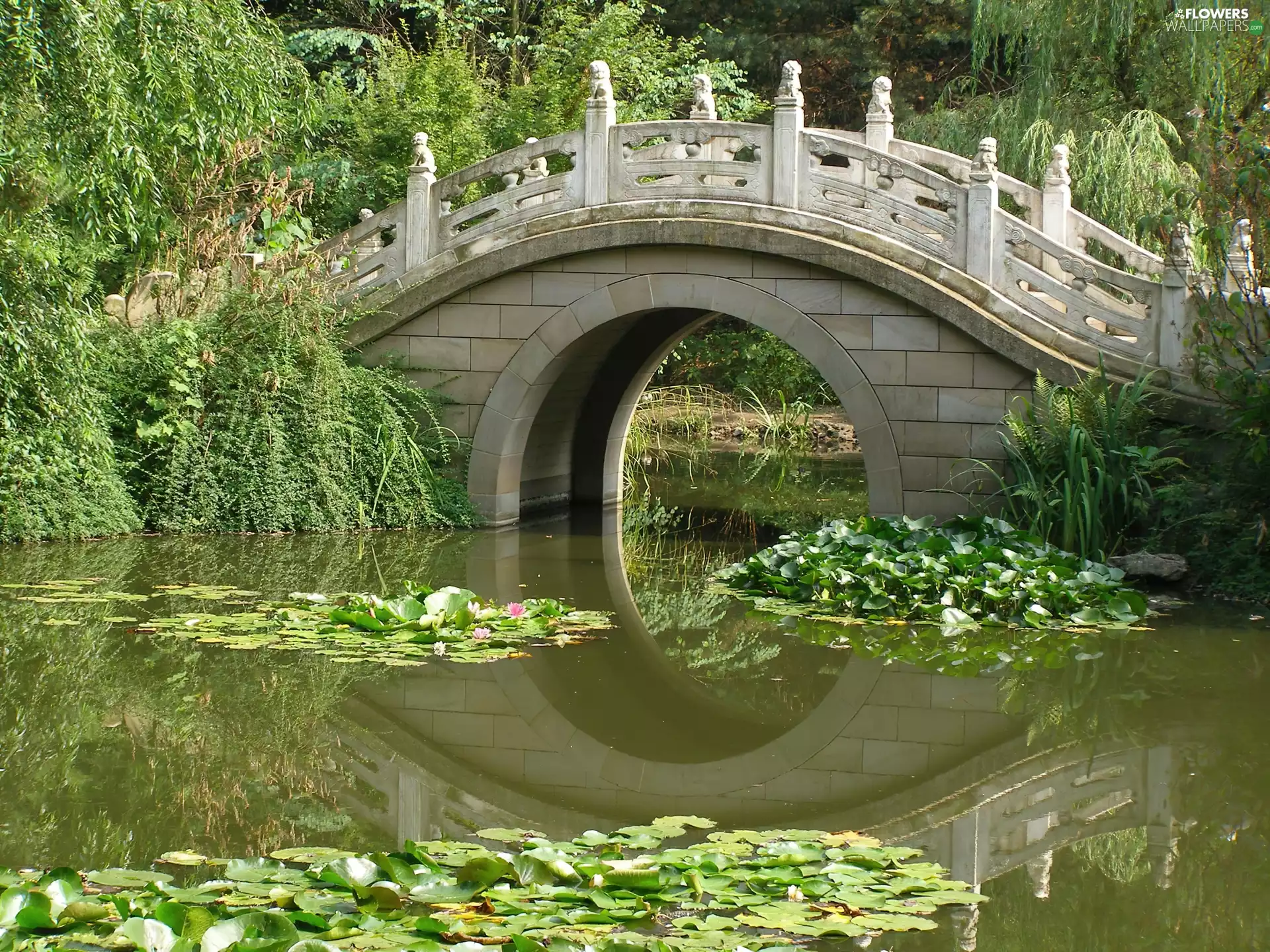 lilies, water, Pond - car, bridge, Park - Flowers wallpapers: 1920x1440