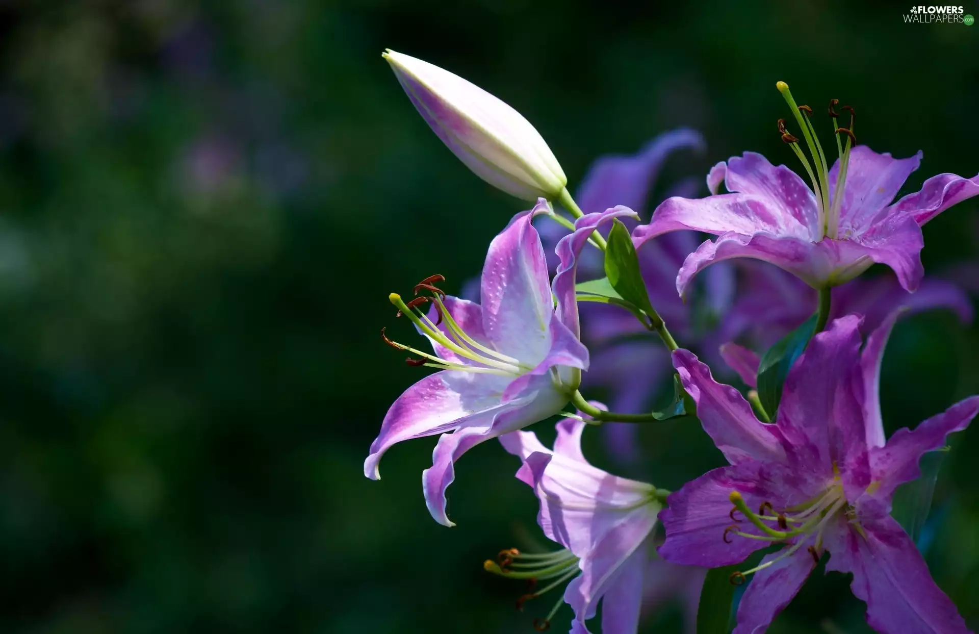 Purple, lilies